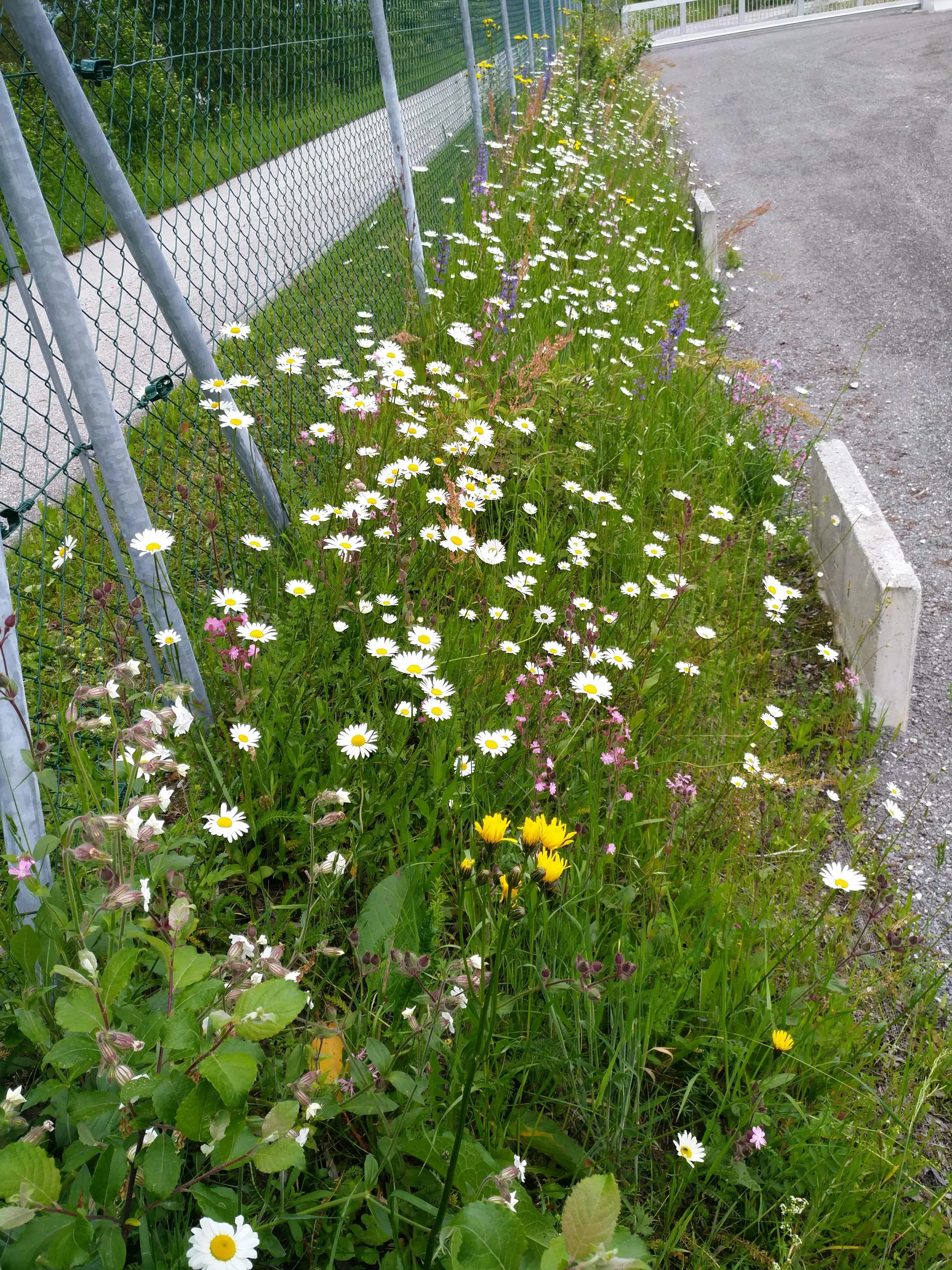 Wildblumen