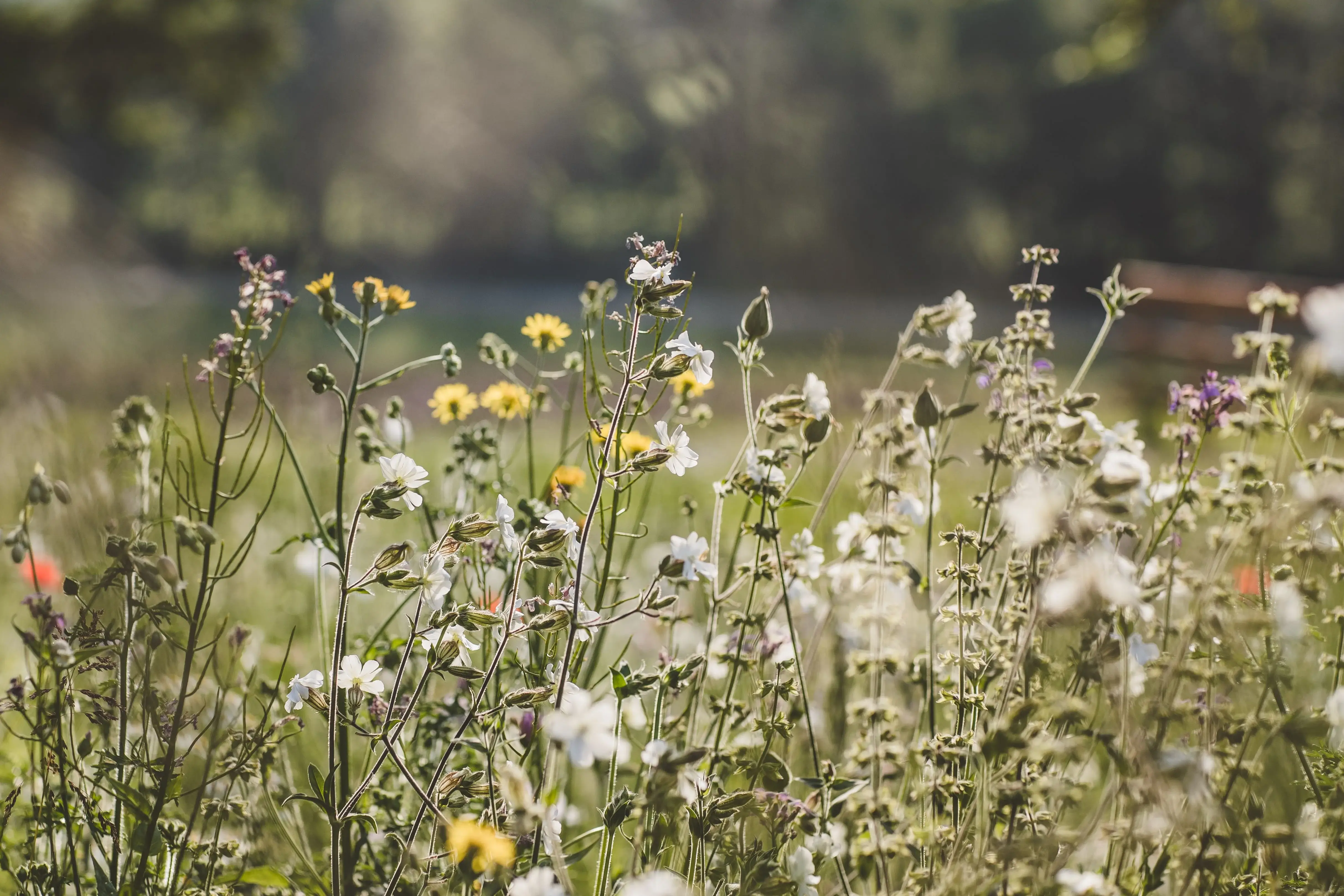 Wildblumen