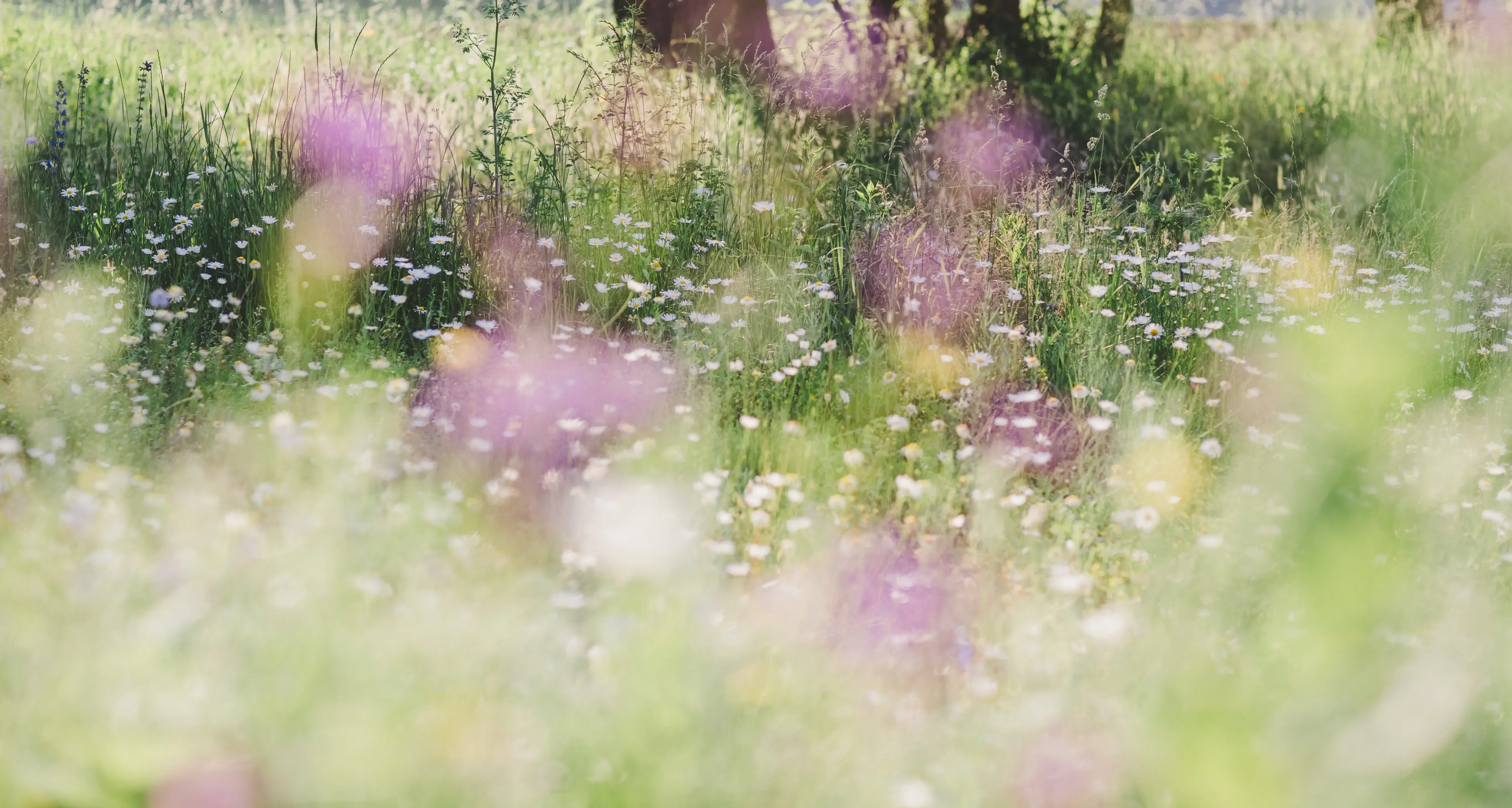 Wildblumen
