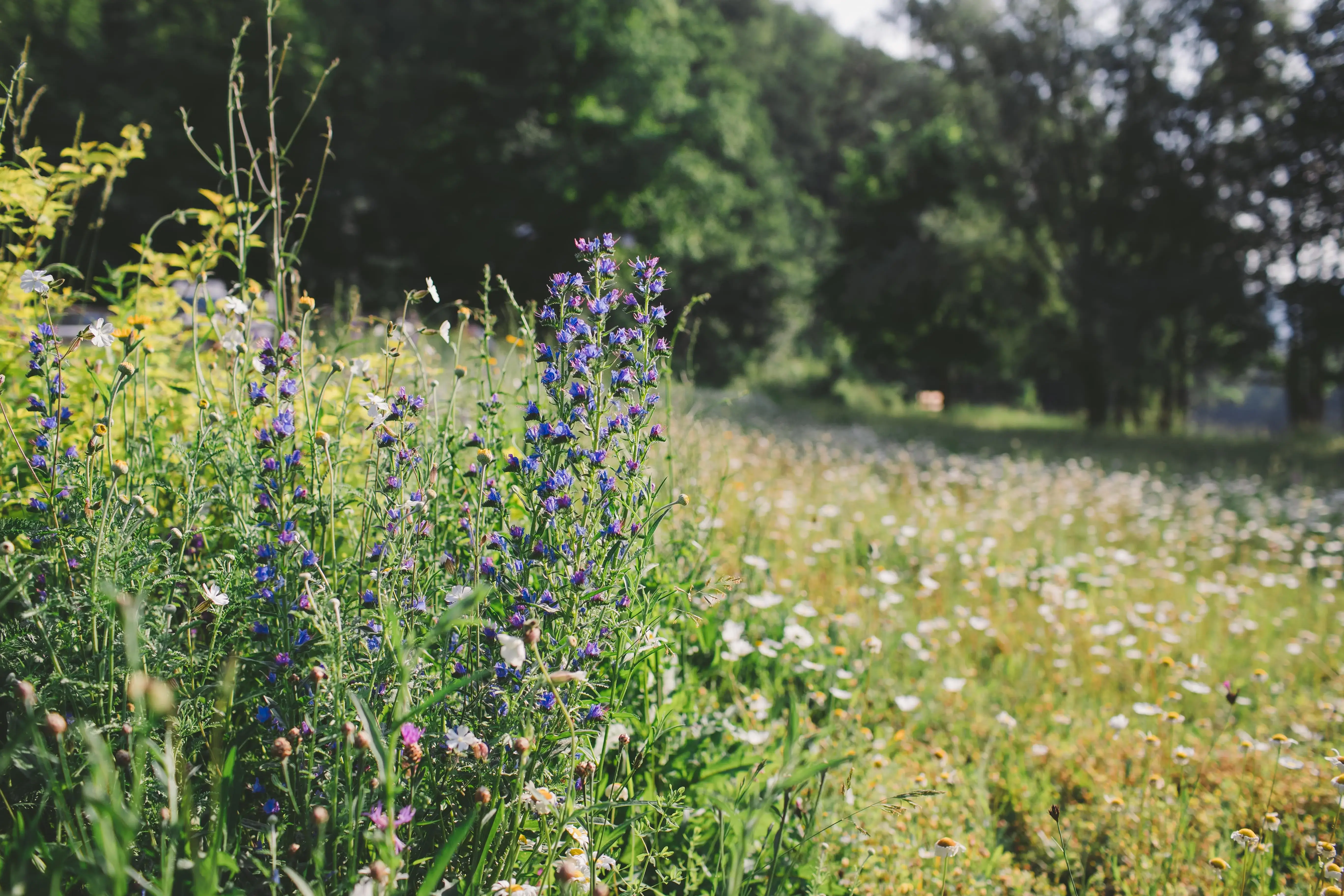 Wildblumen