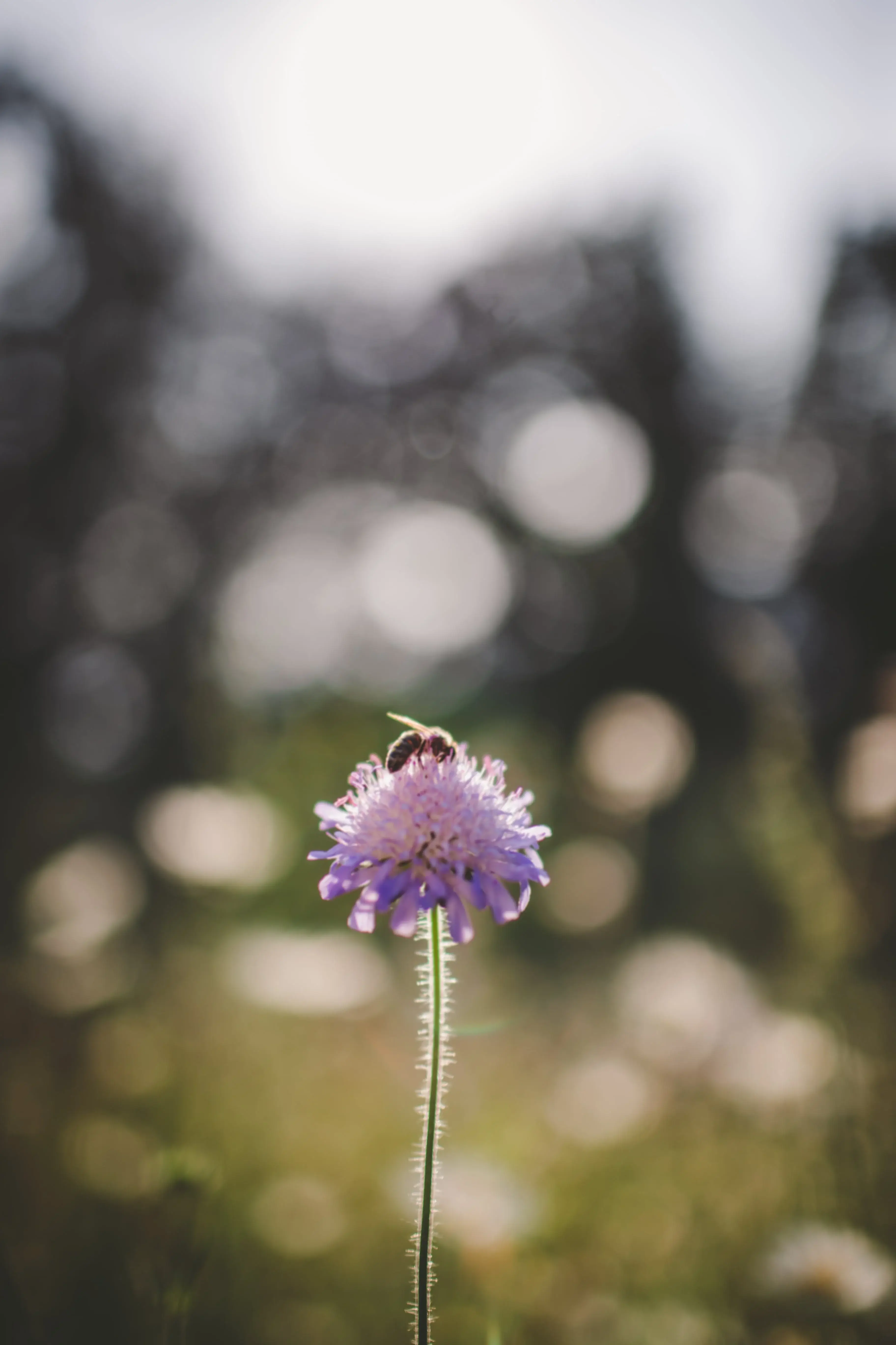 Wildblumen