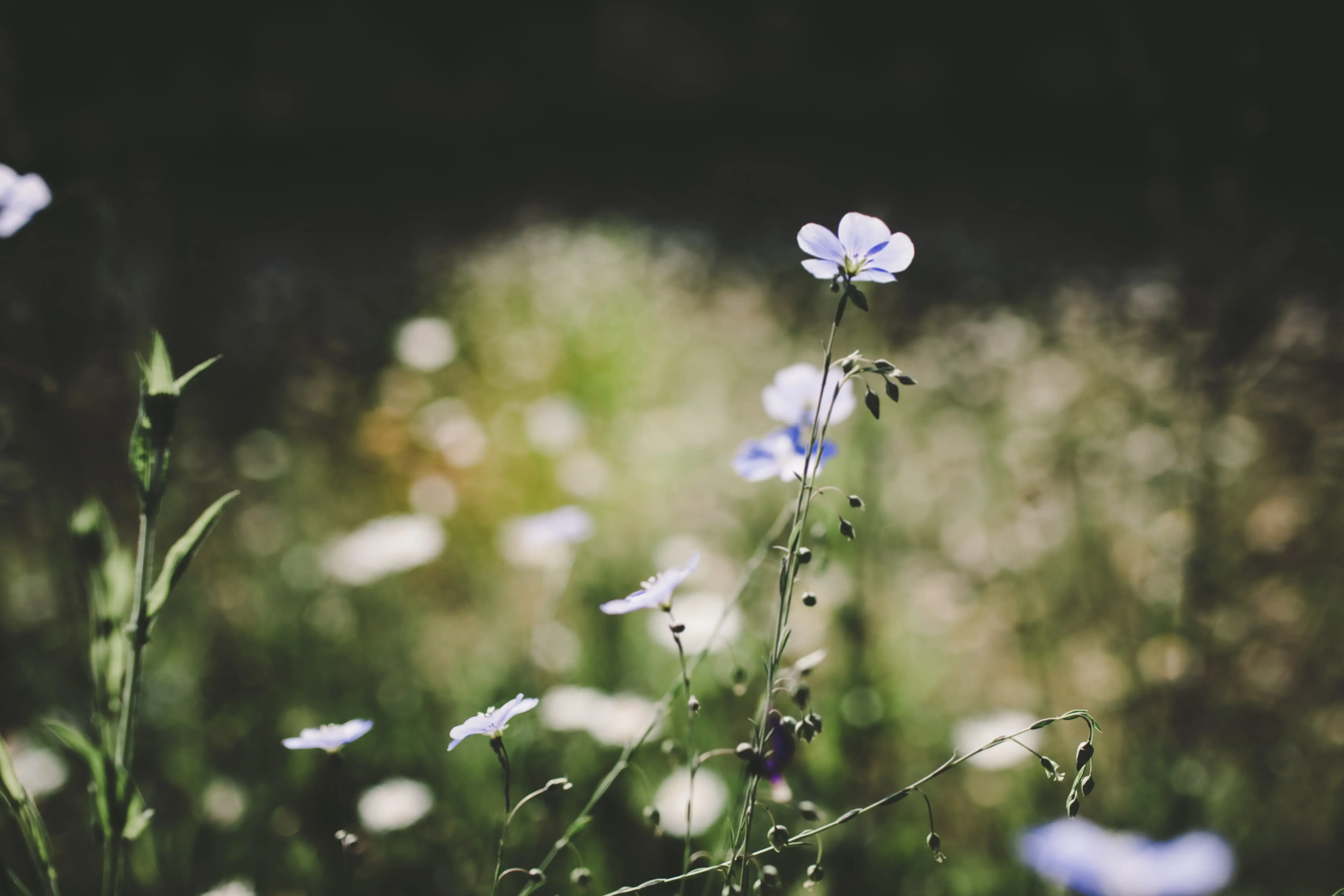 Wildblumen
