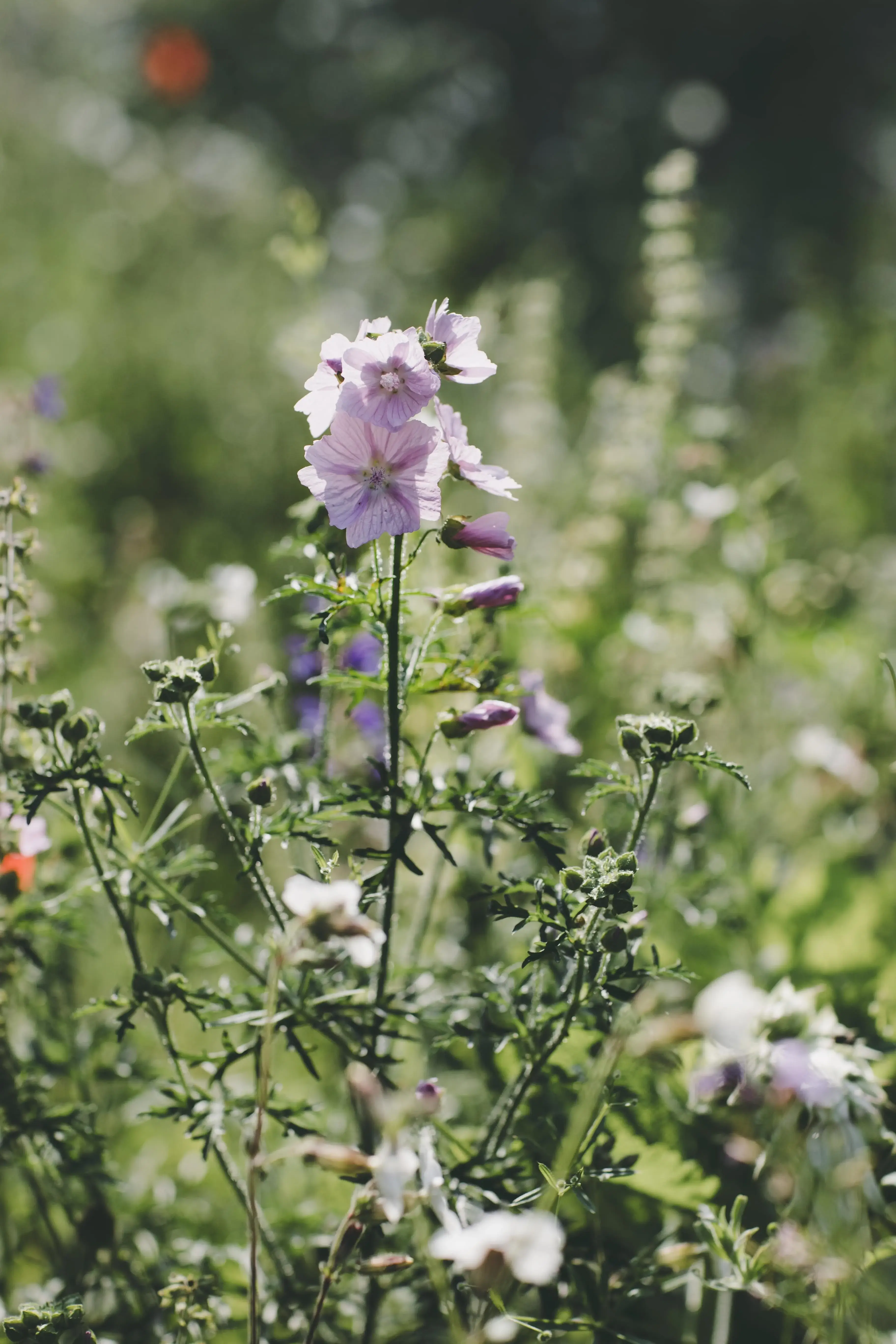 Wildblumen