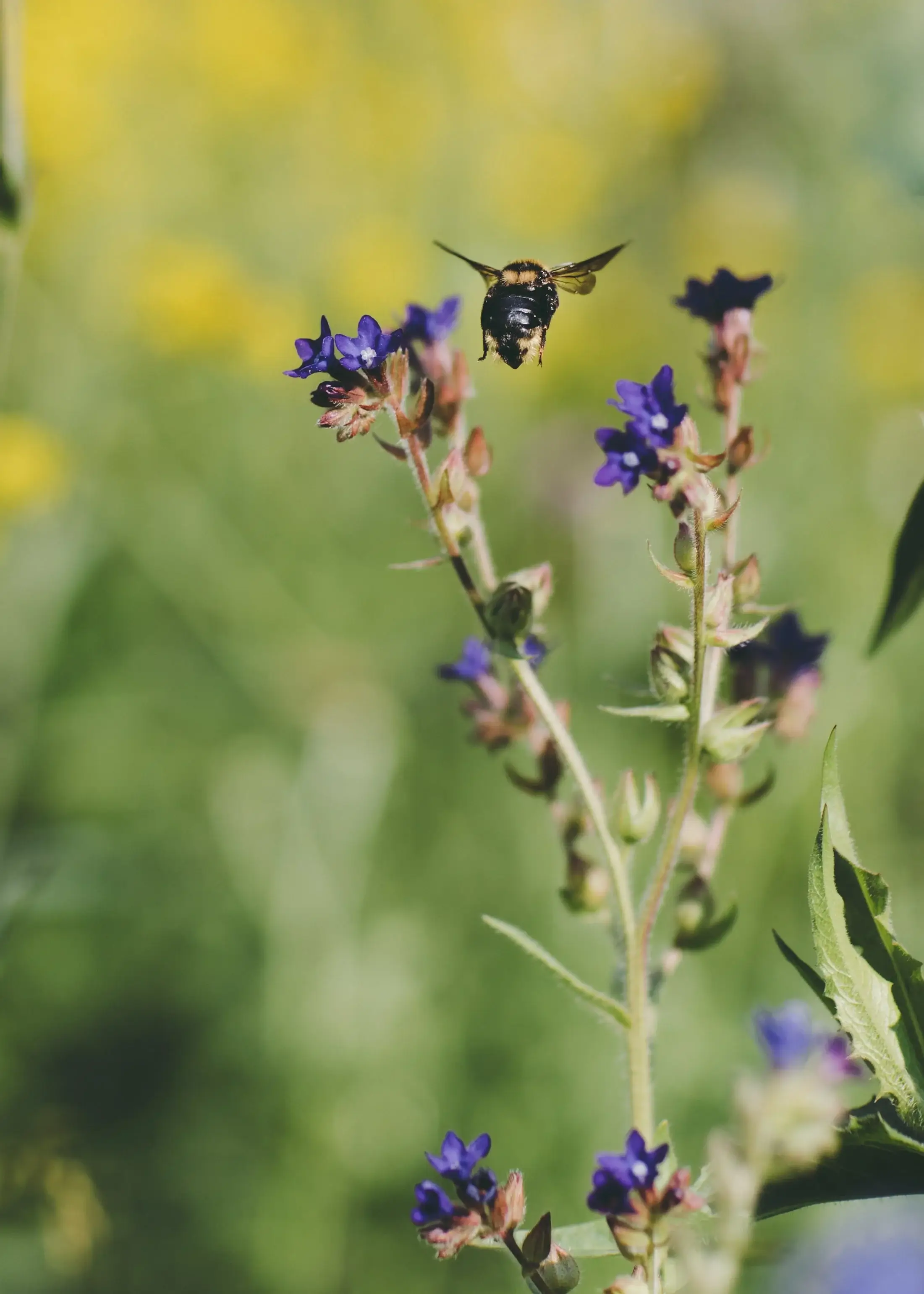 Wildblumen