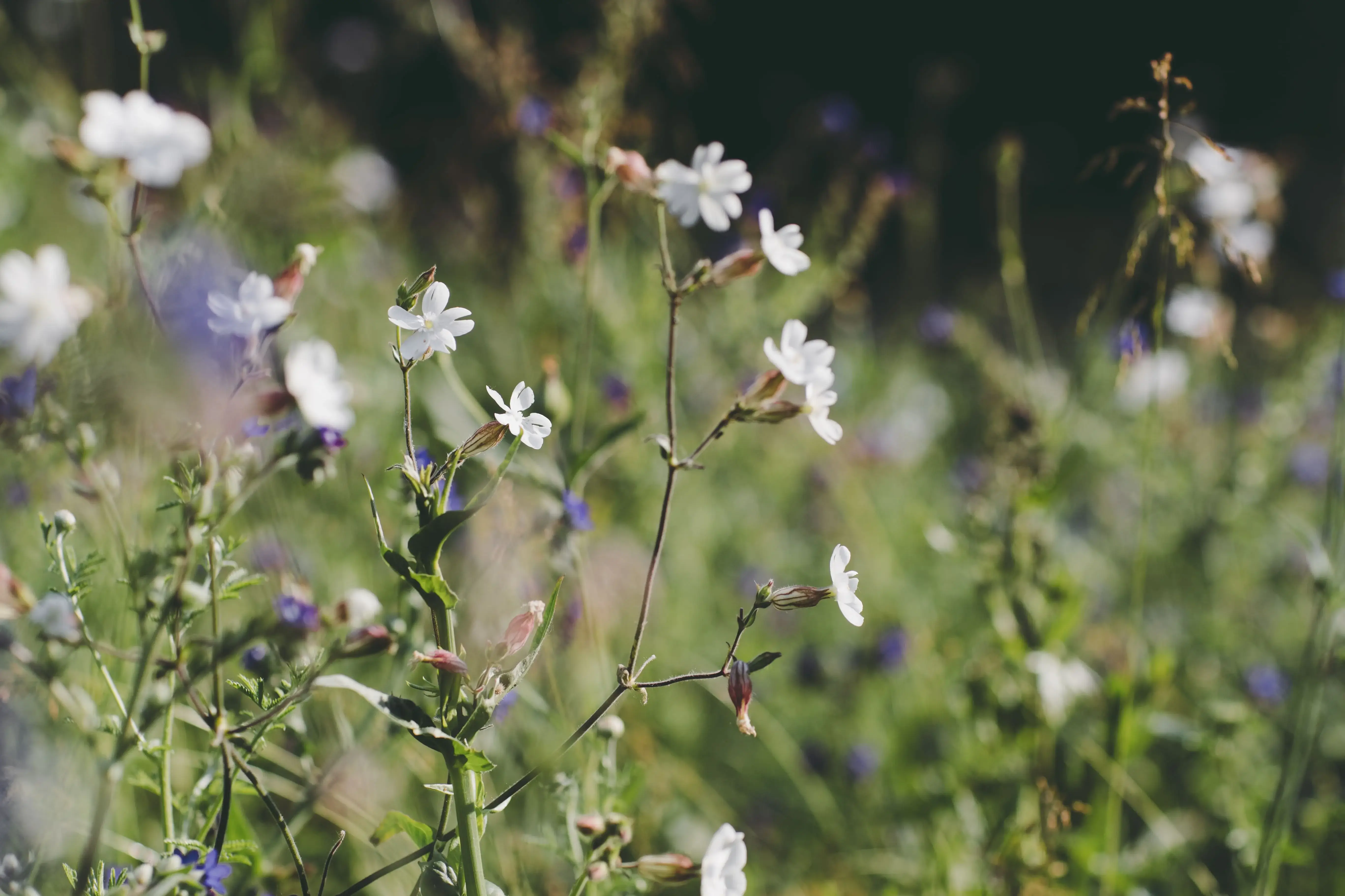 Wildblumen
