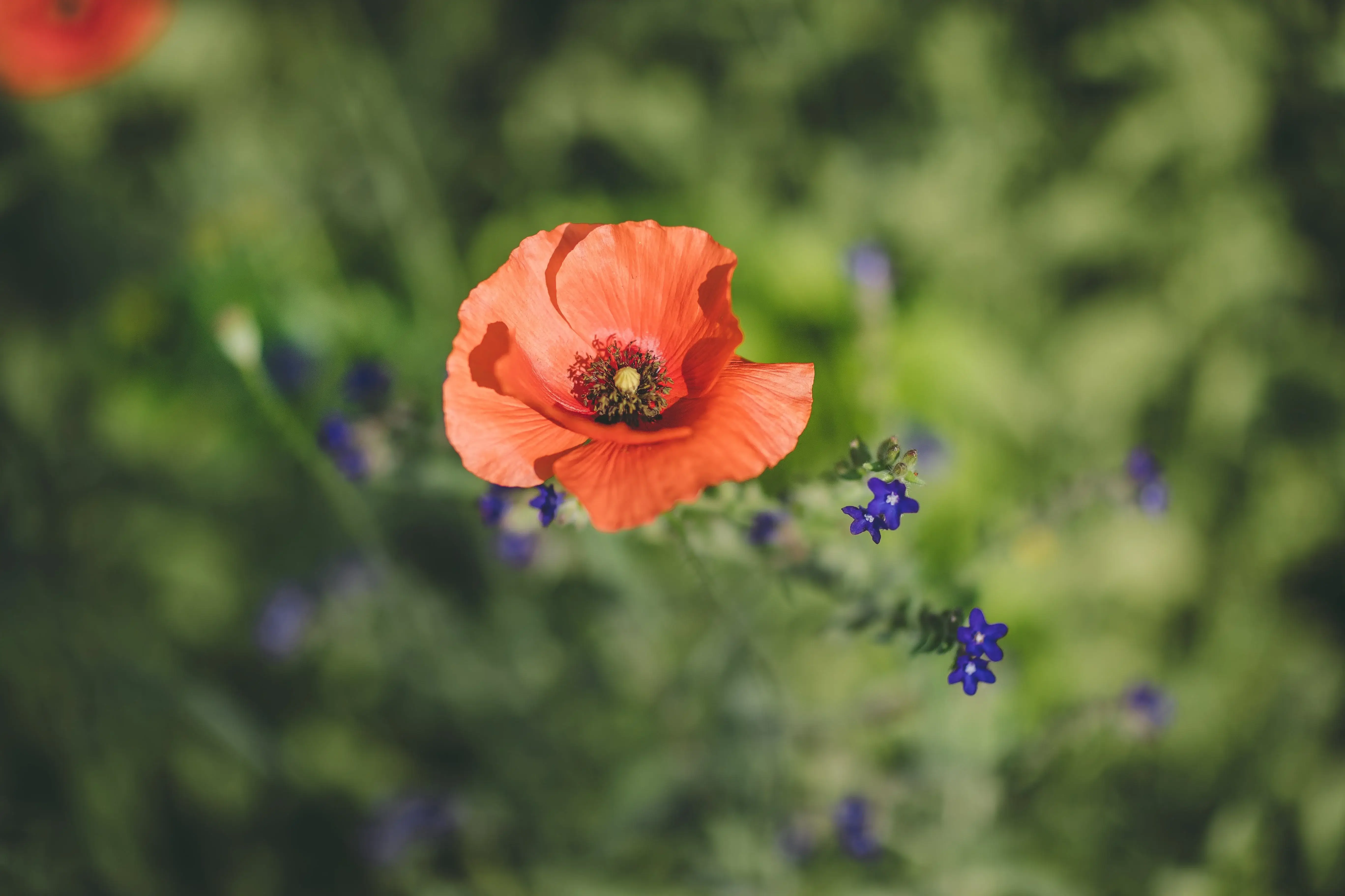 Wildblumen