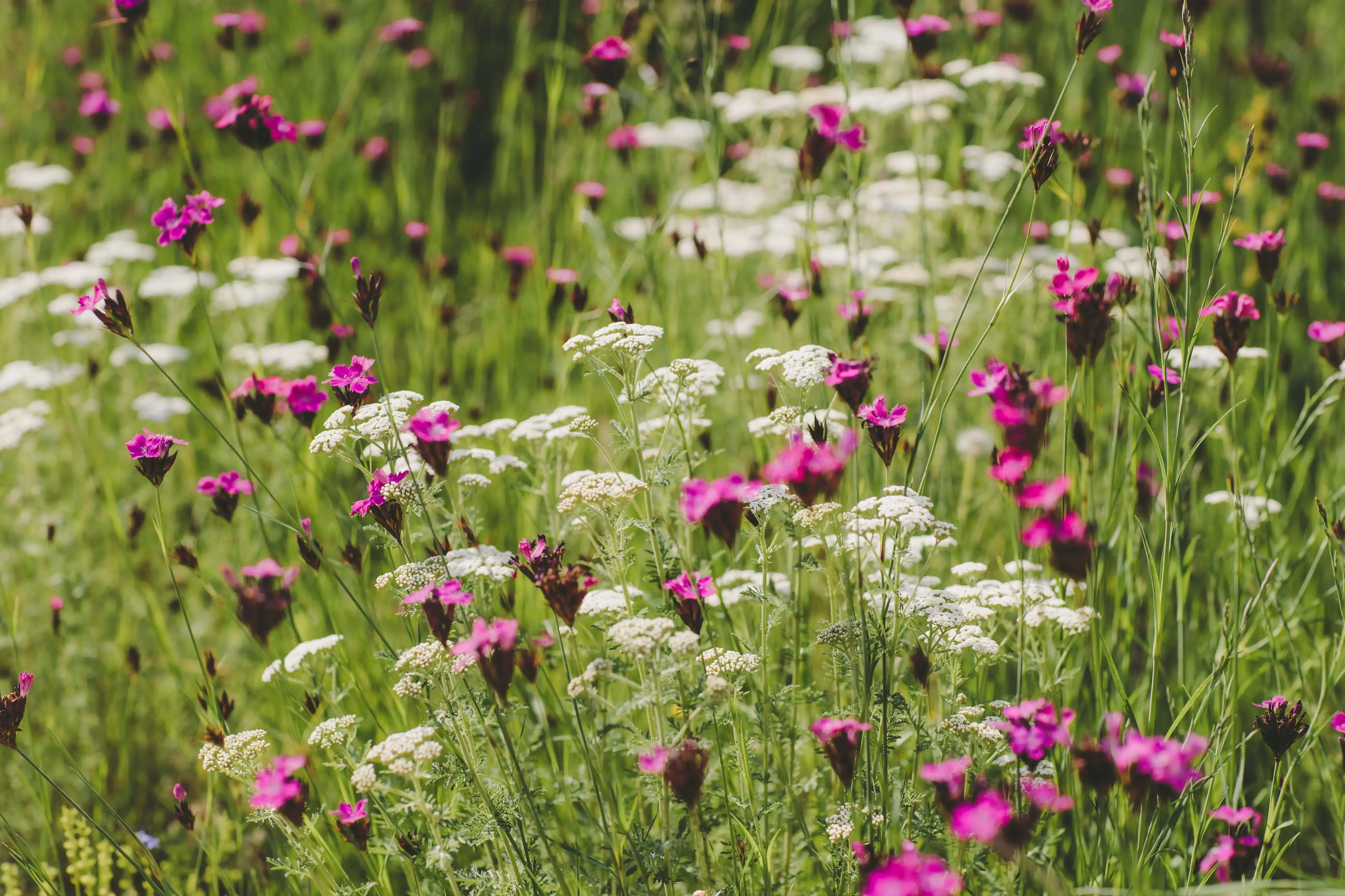 Wildblumen
