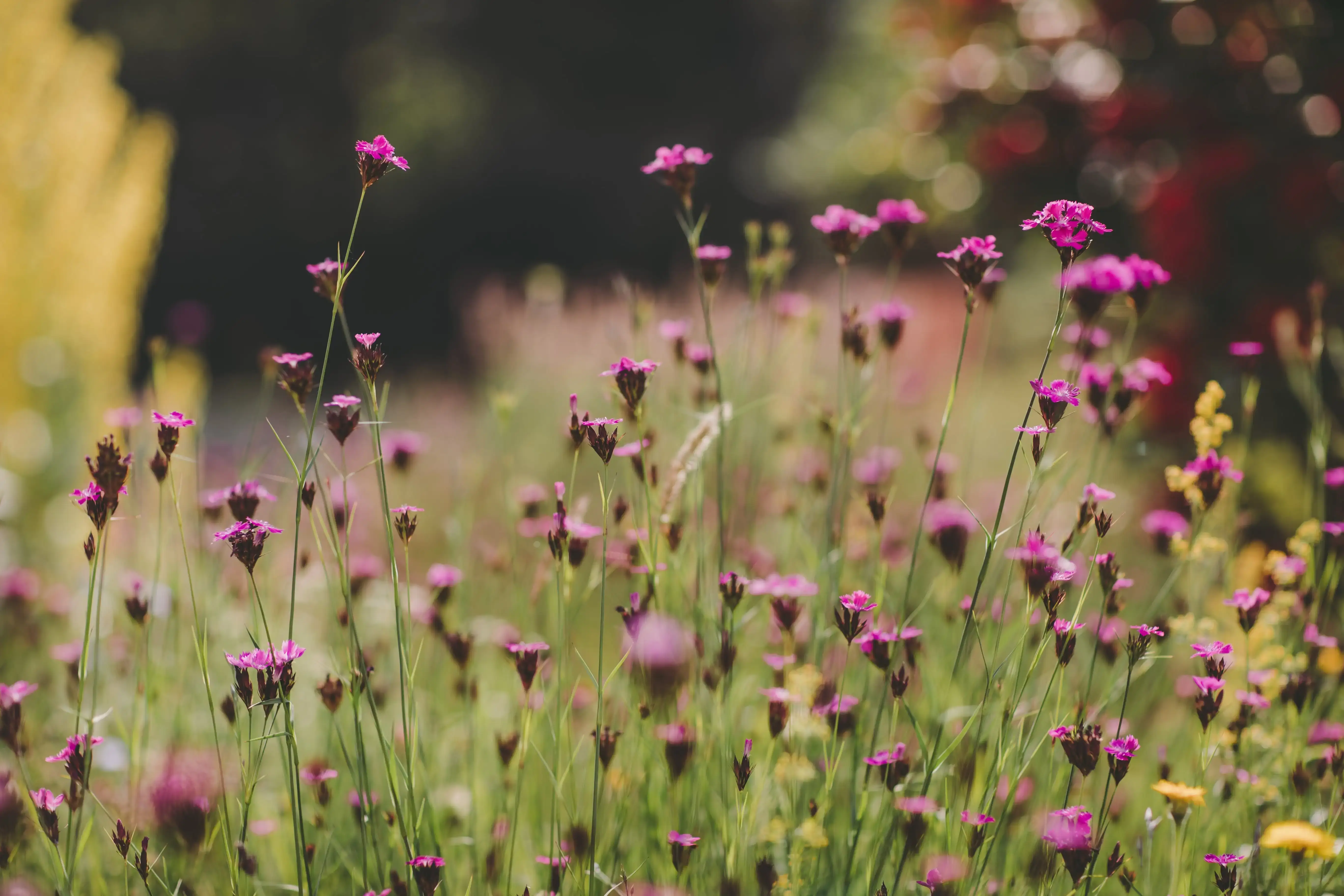 Wildblumen
