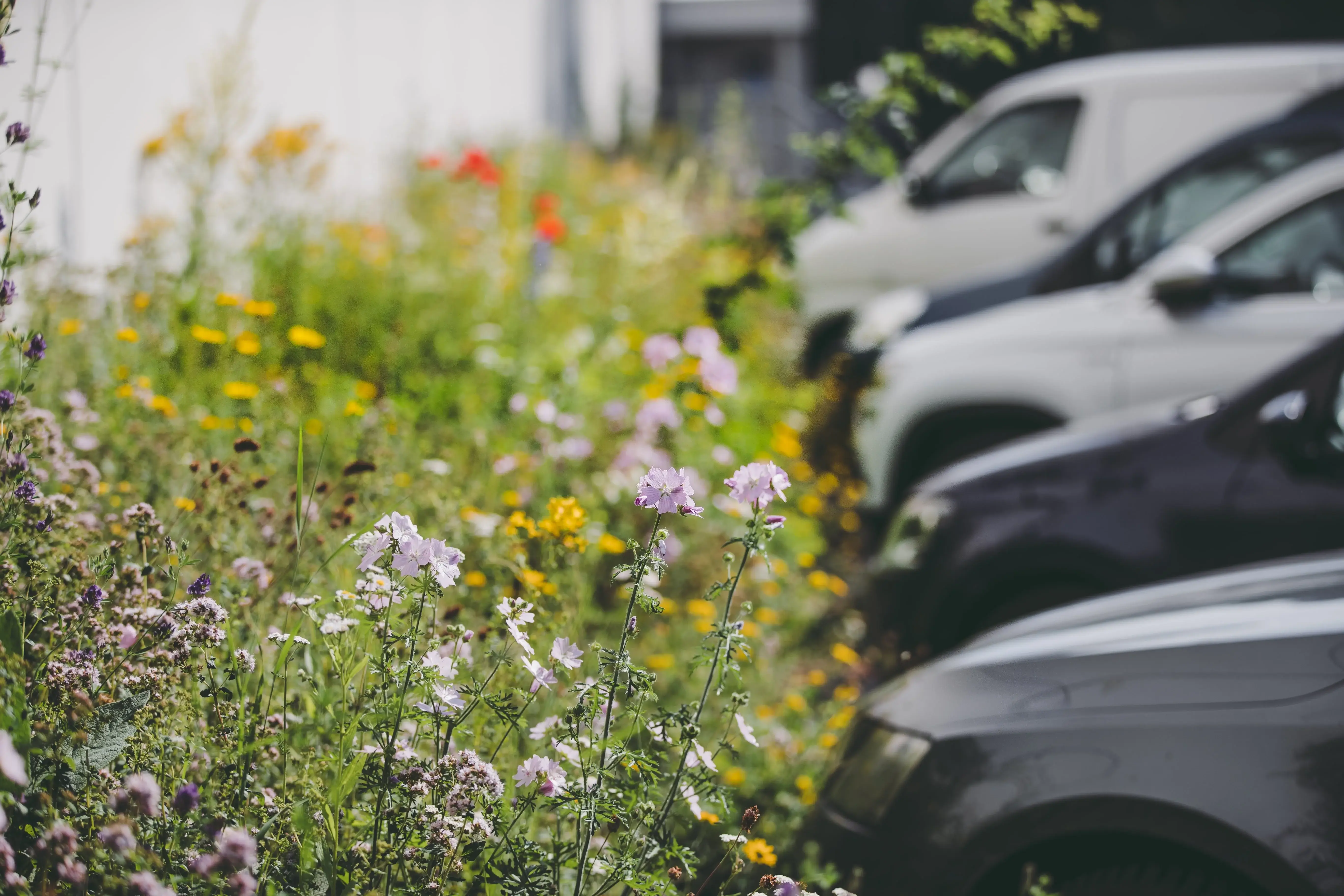 Wildblumen
