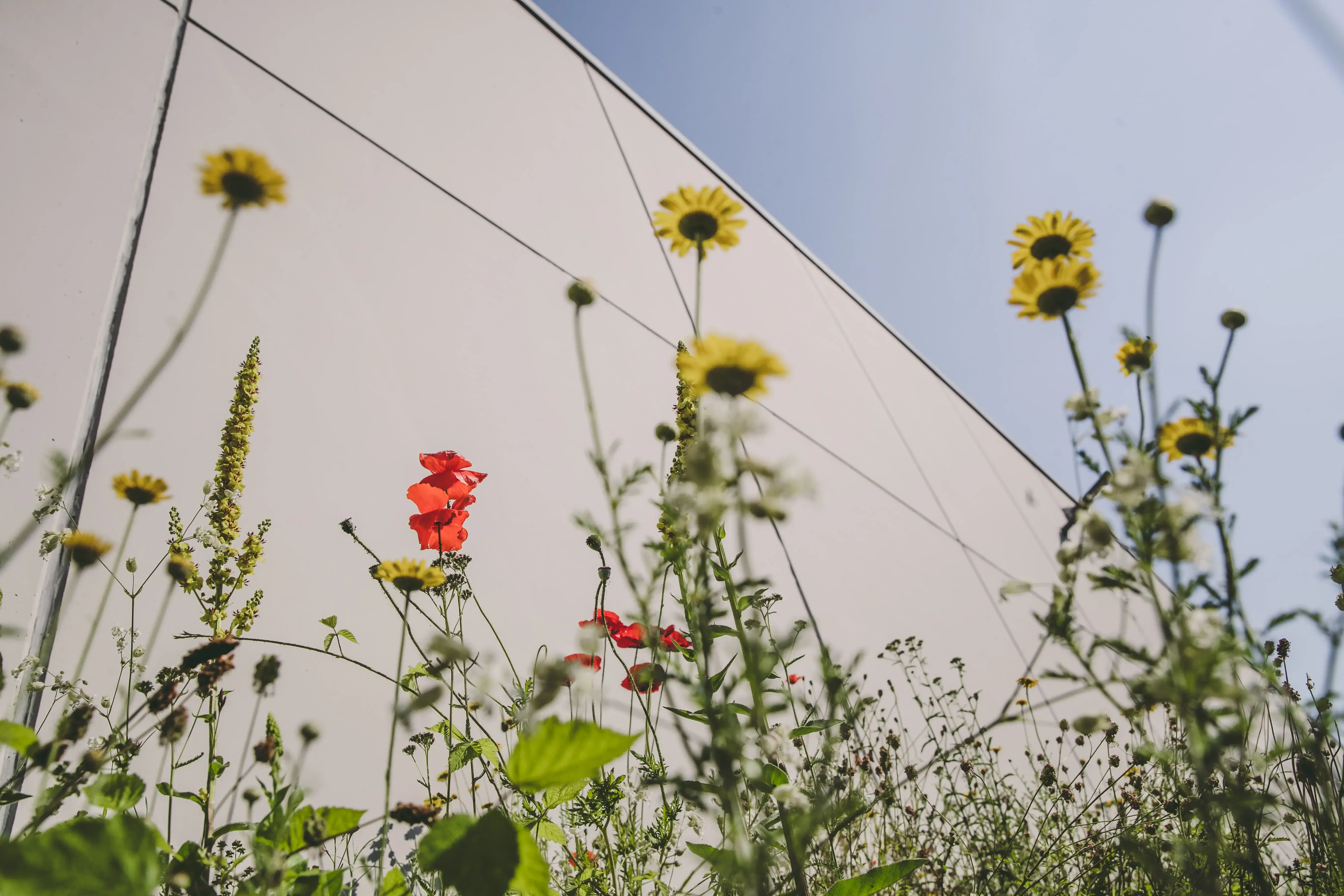 Wildblumen