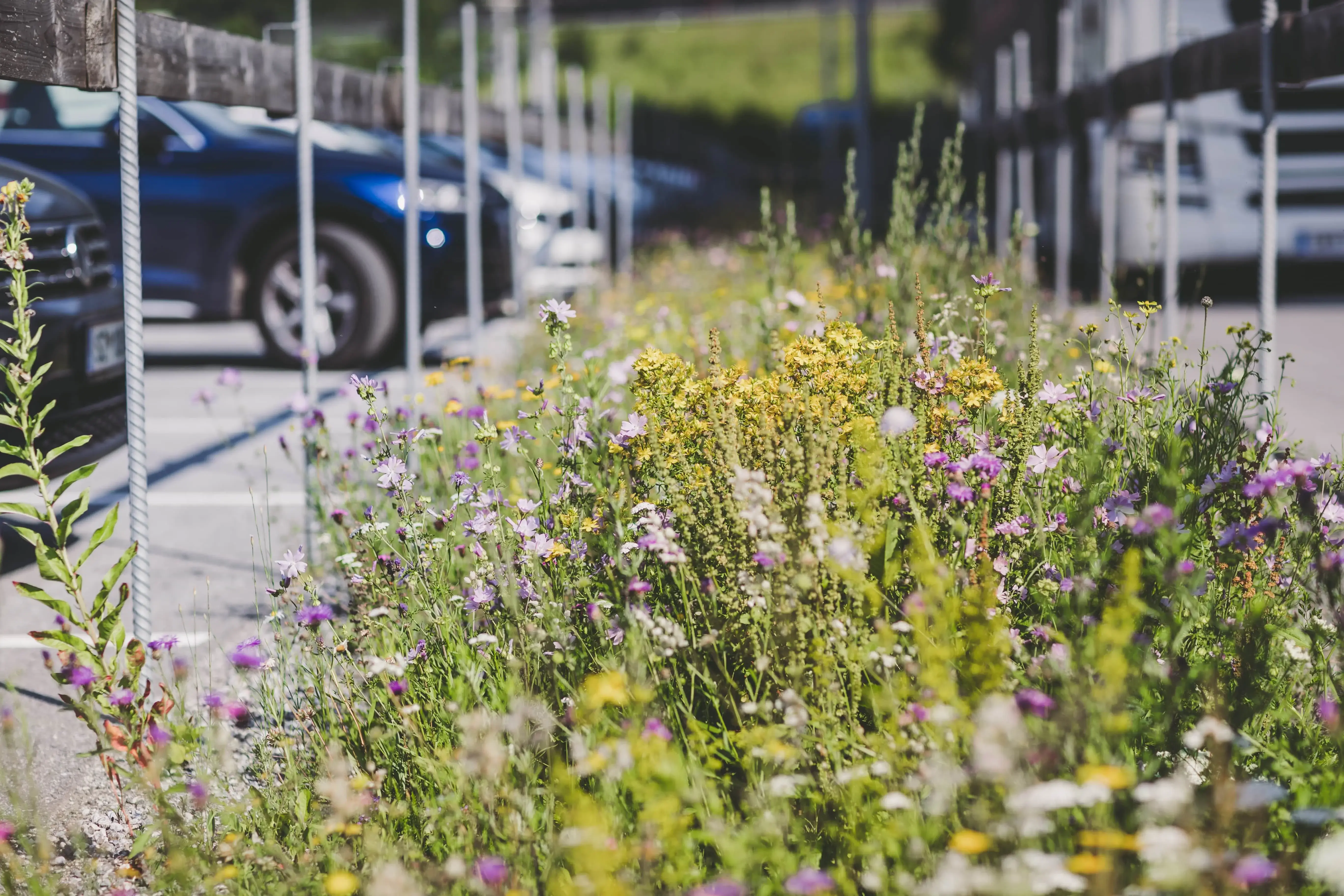 Wildblumen