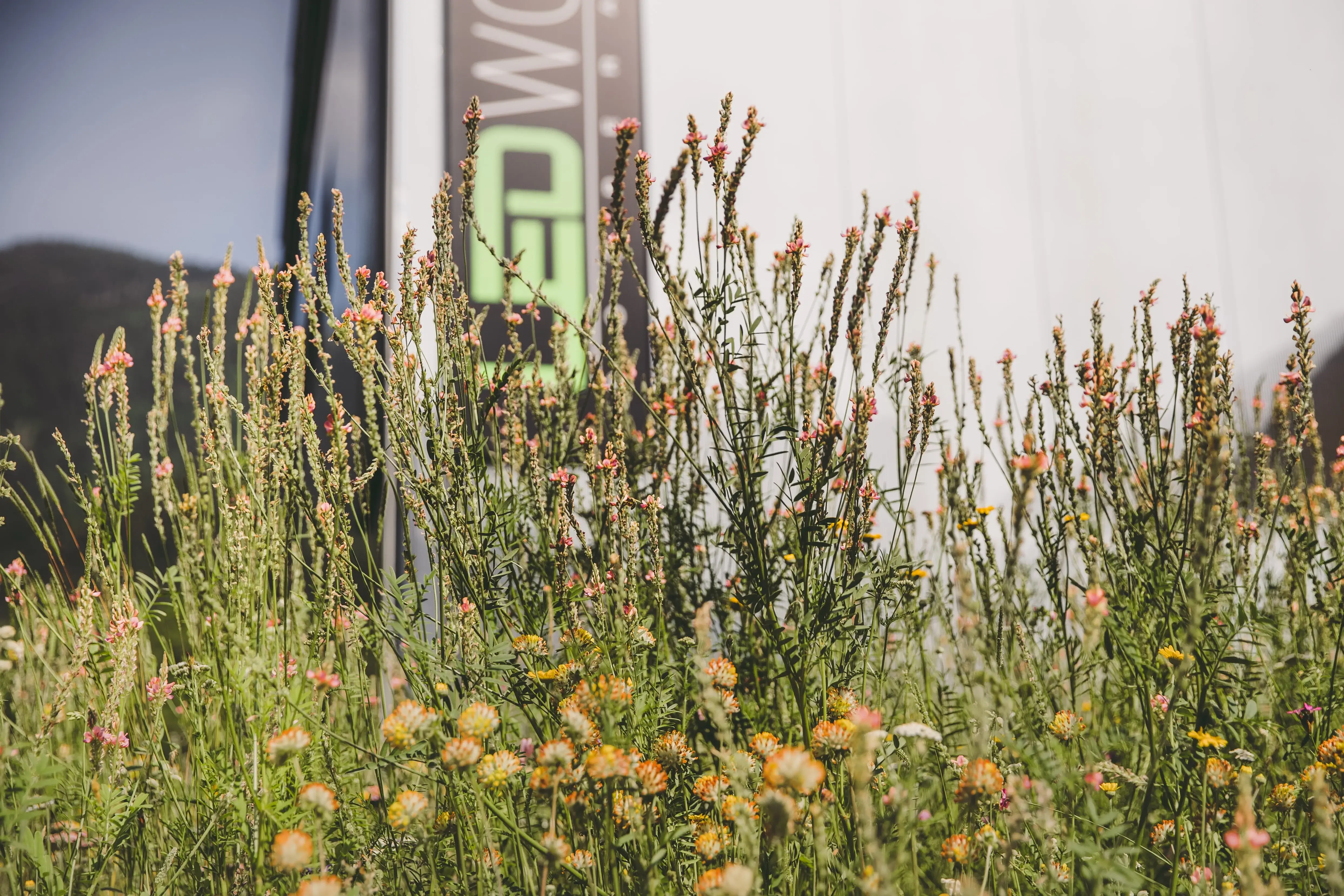 Wildblumen
