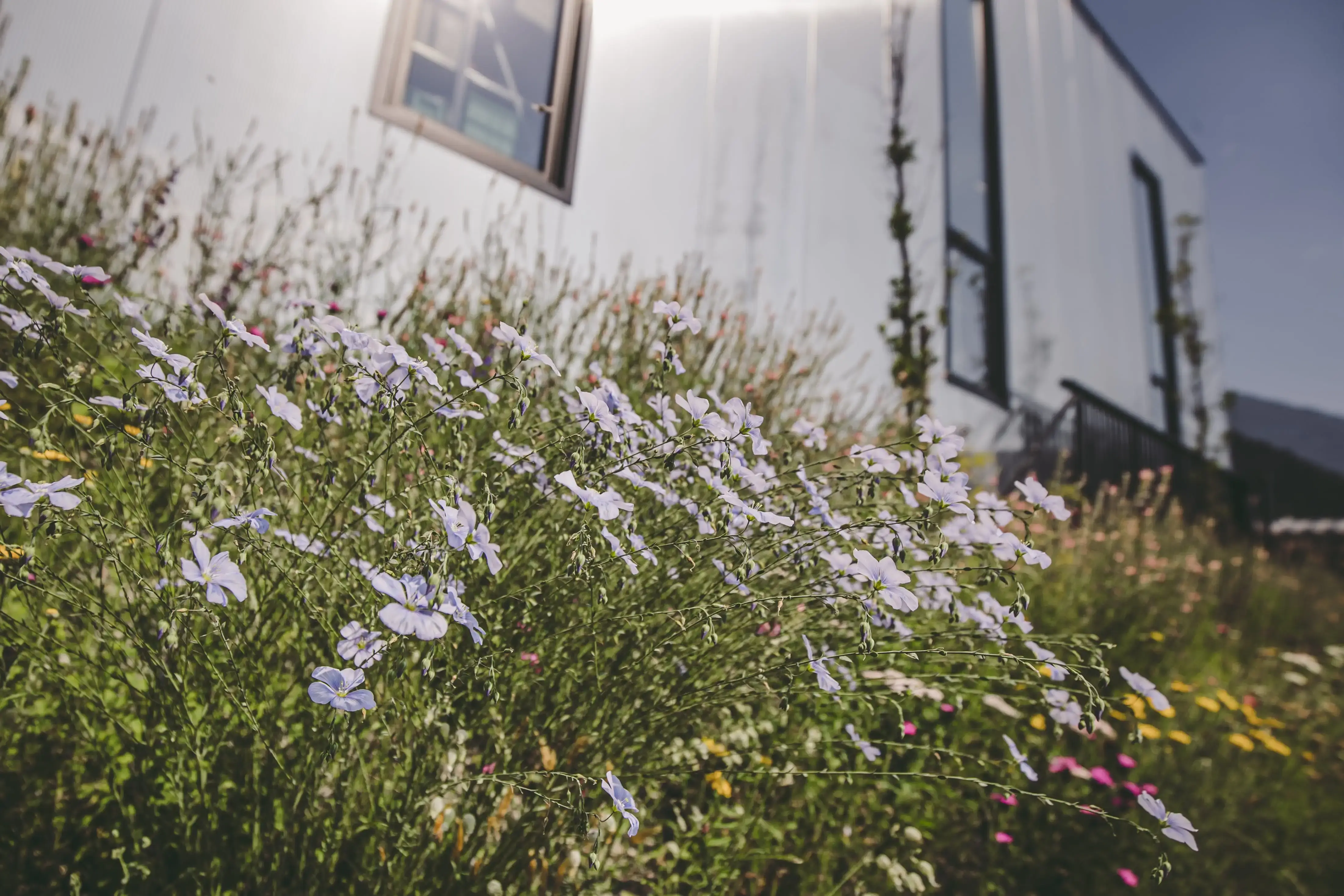 Wildblumen