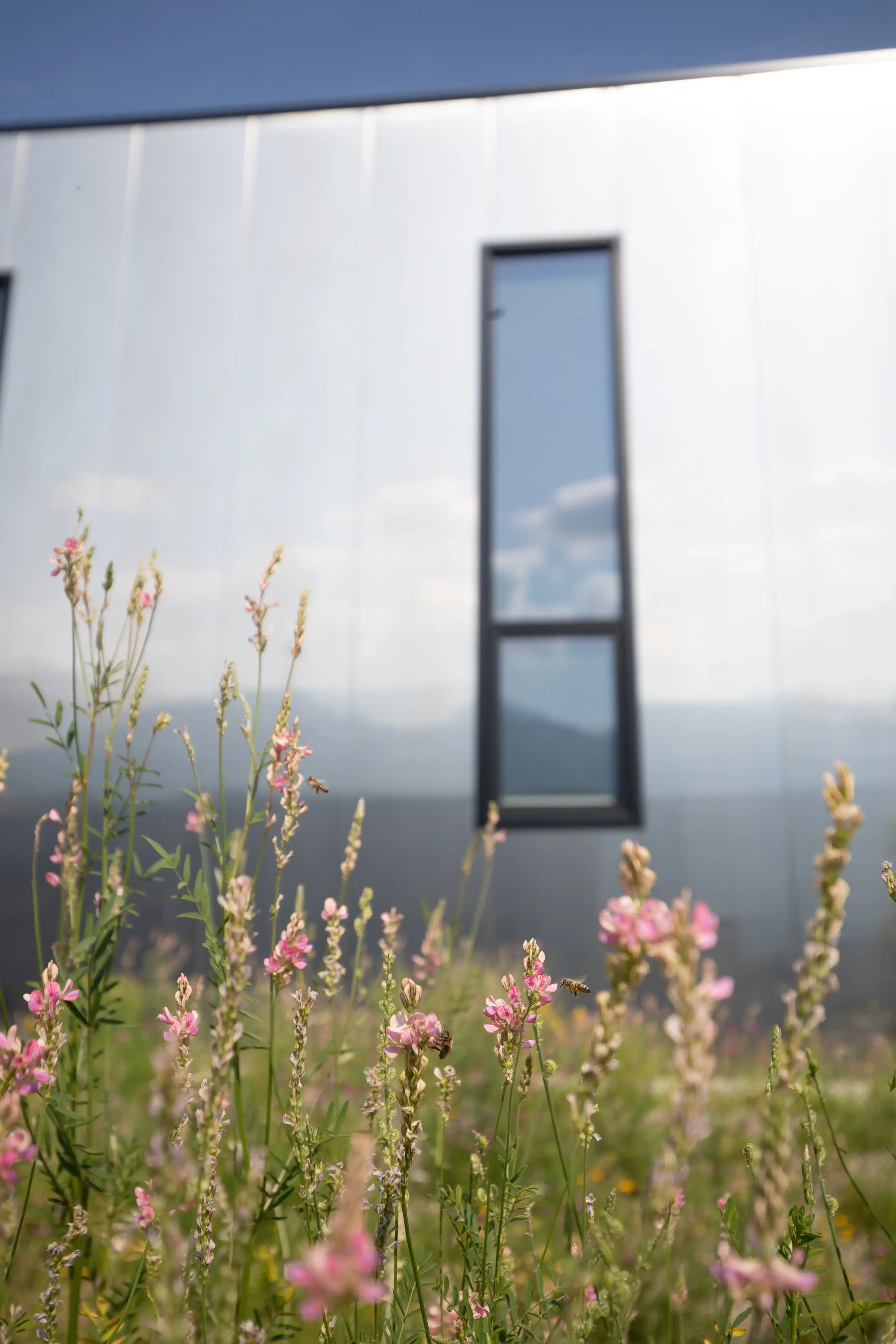 Wildblumen