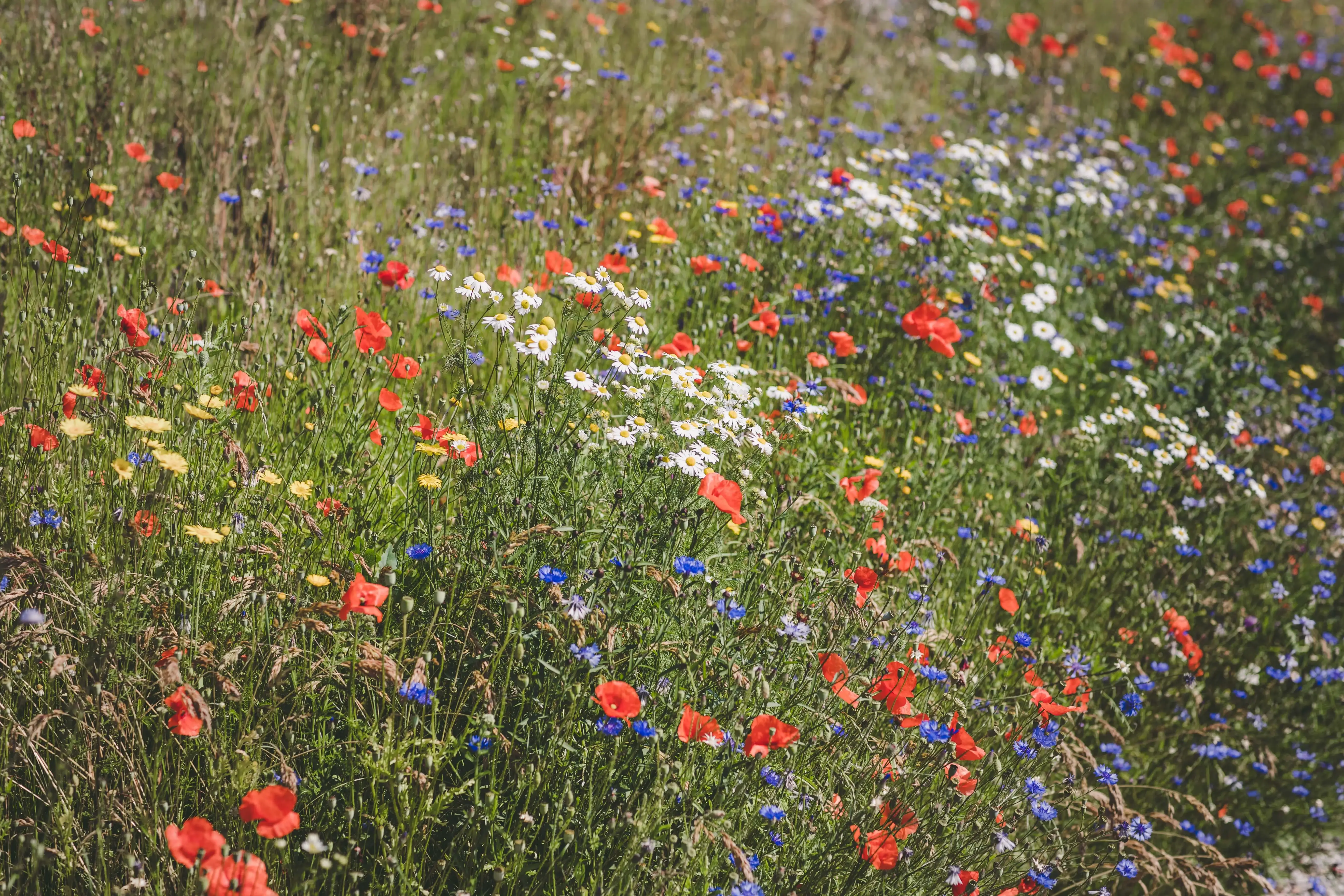 Wildblumen