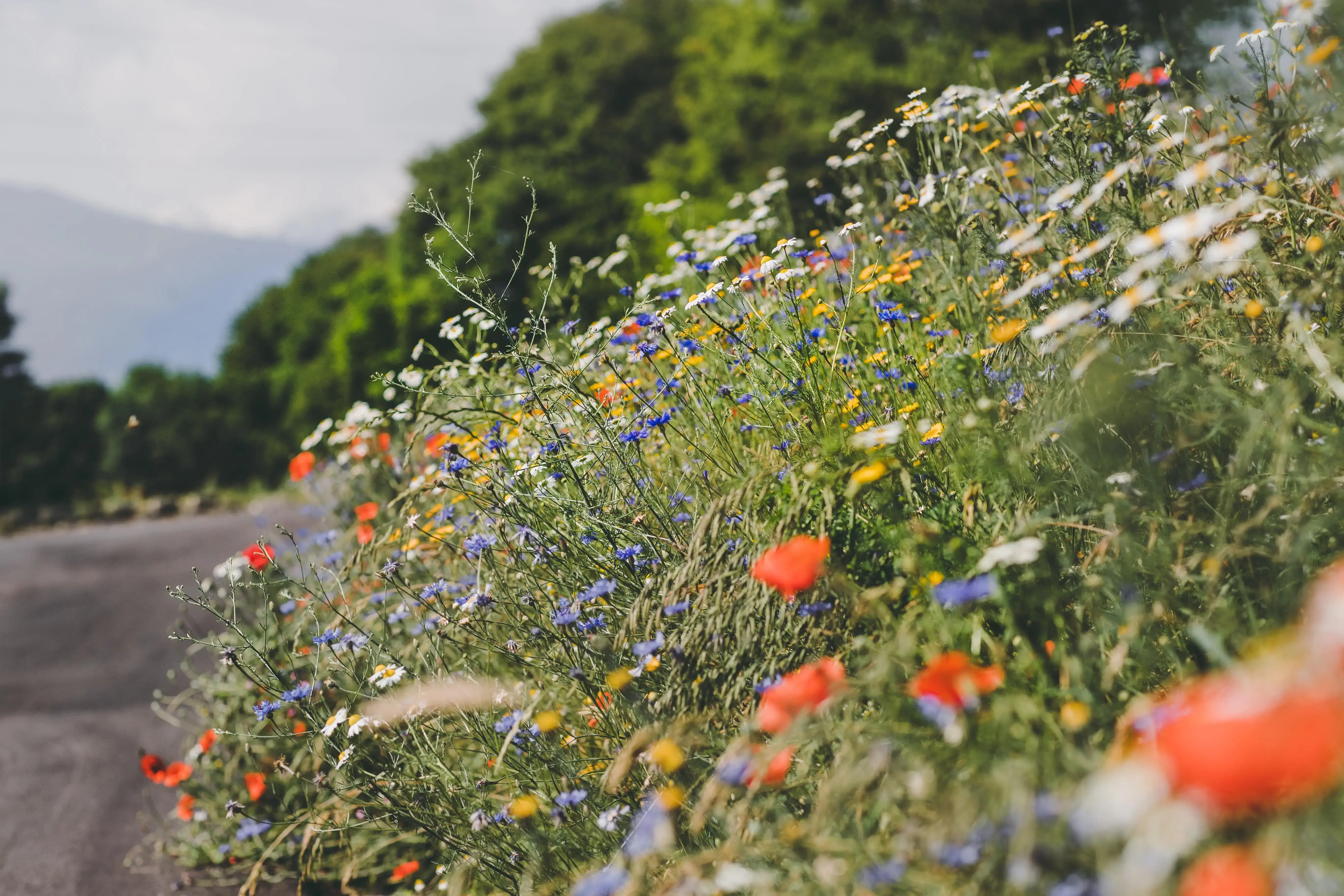 Wildblumen