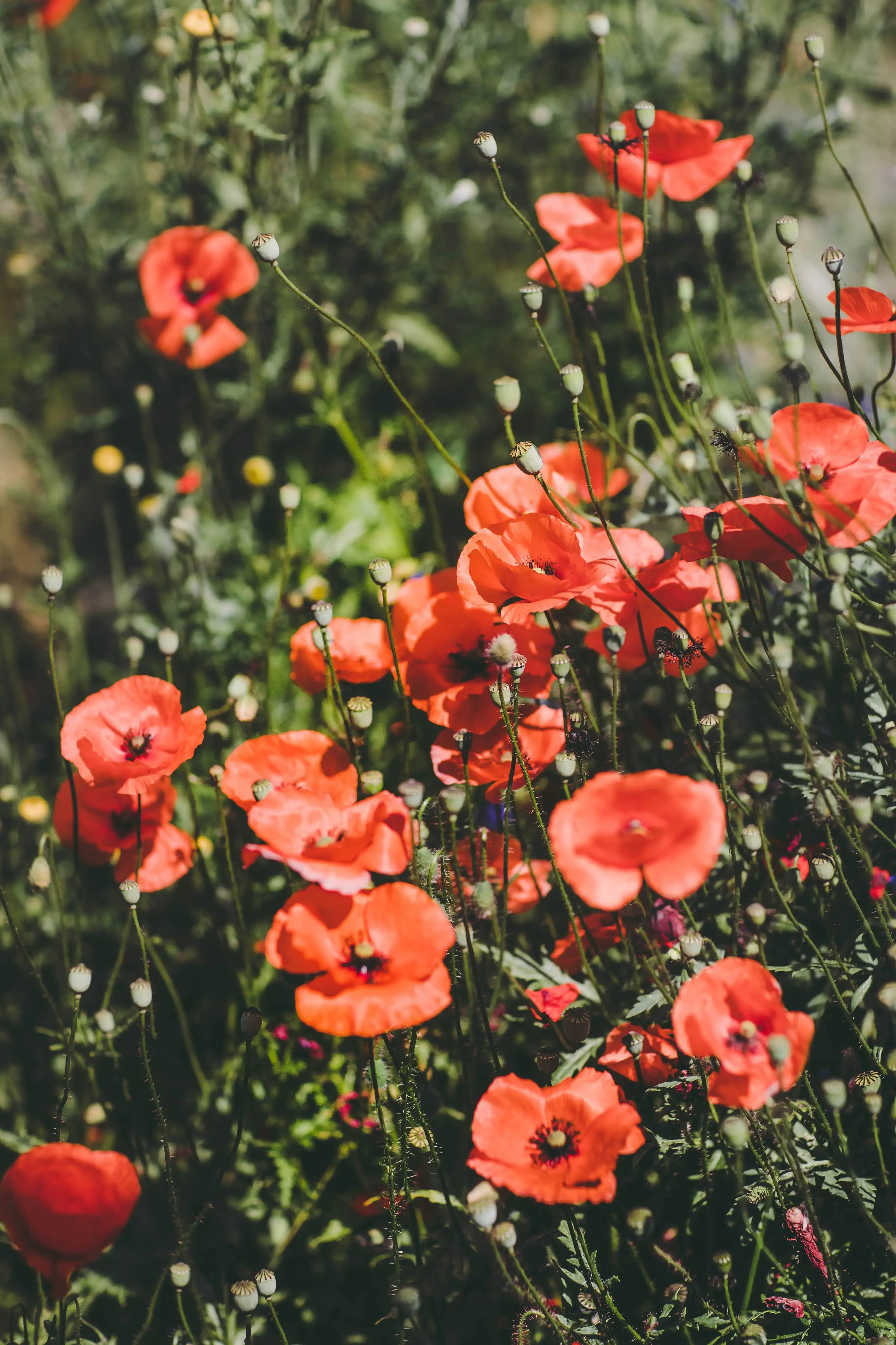 Wildblumen