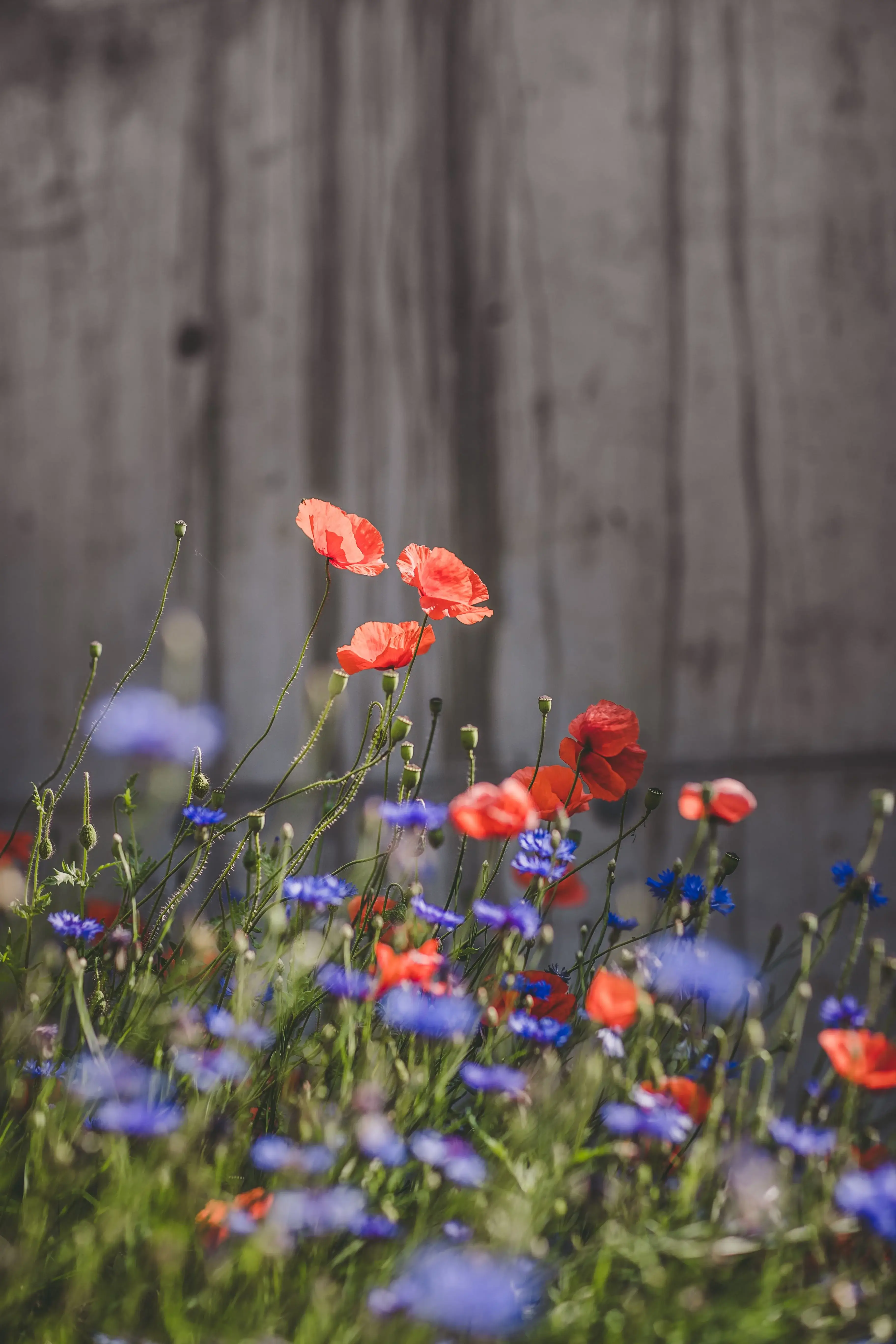Wildblumen