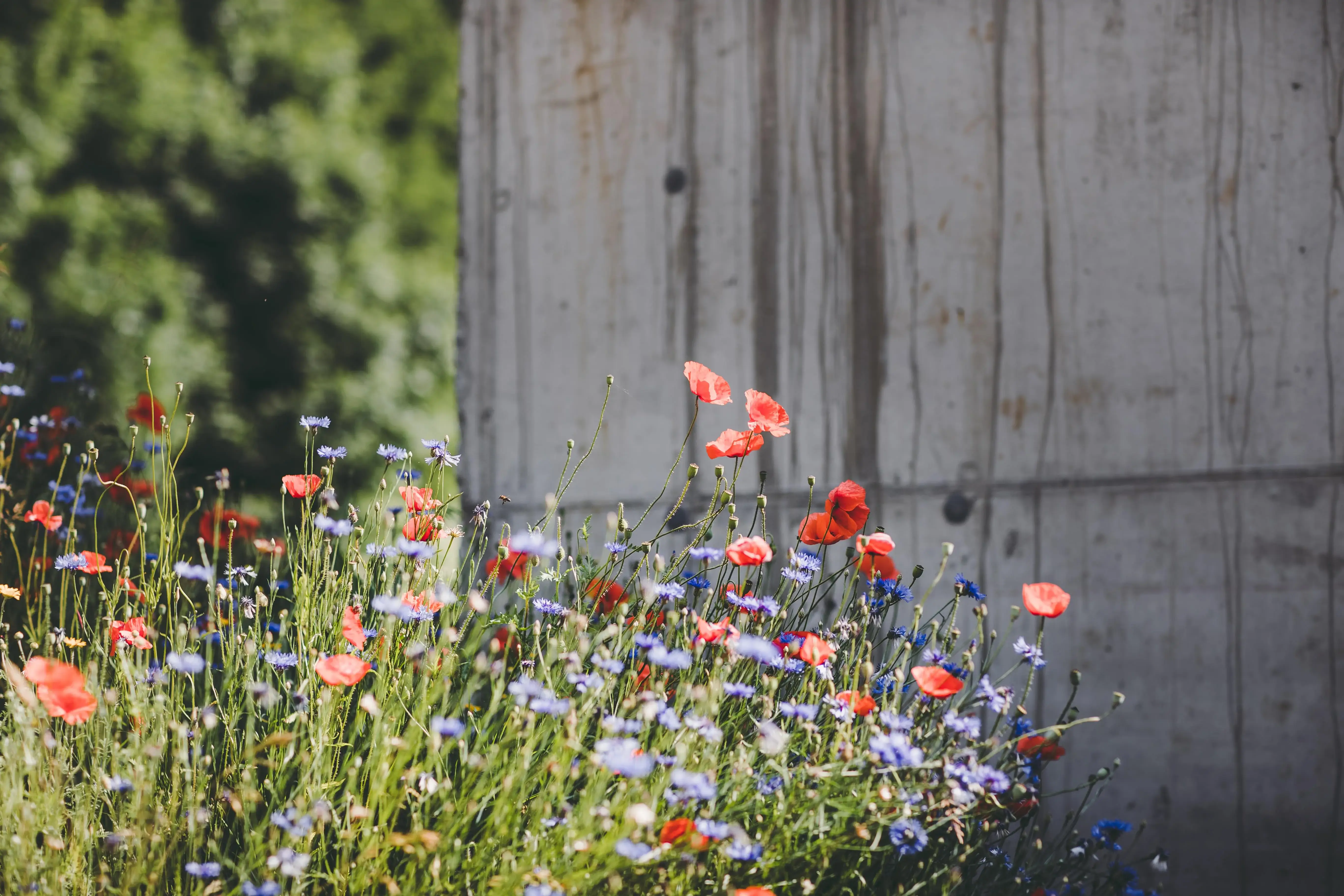 Wildblumen