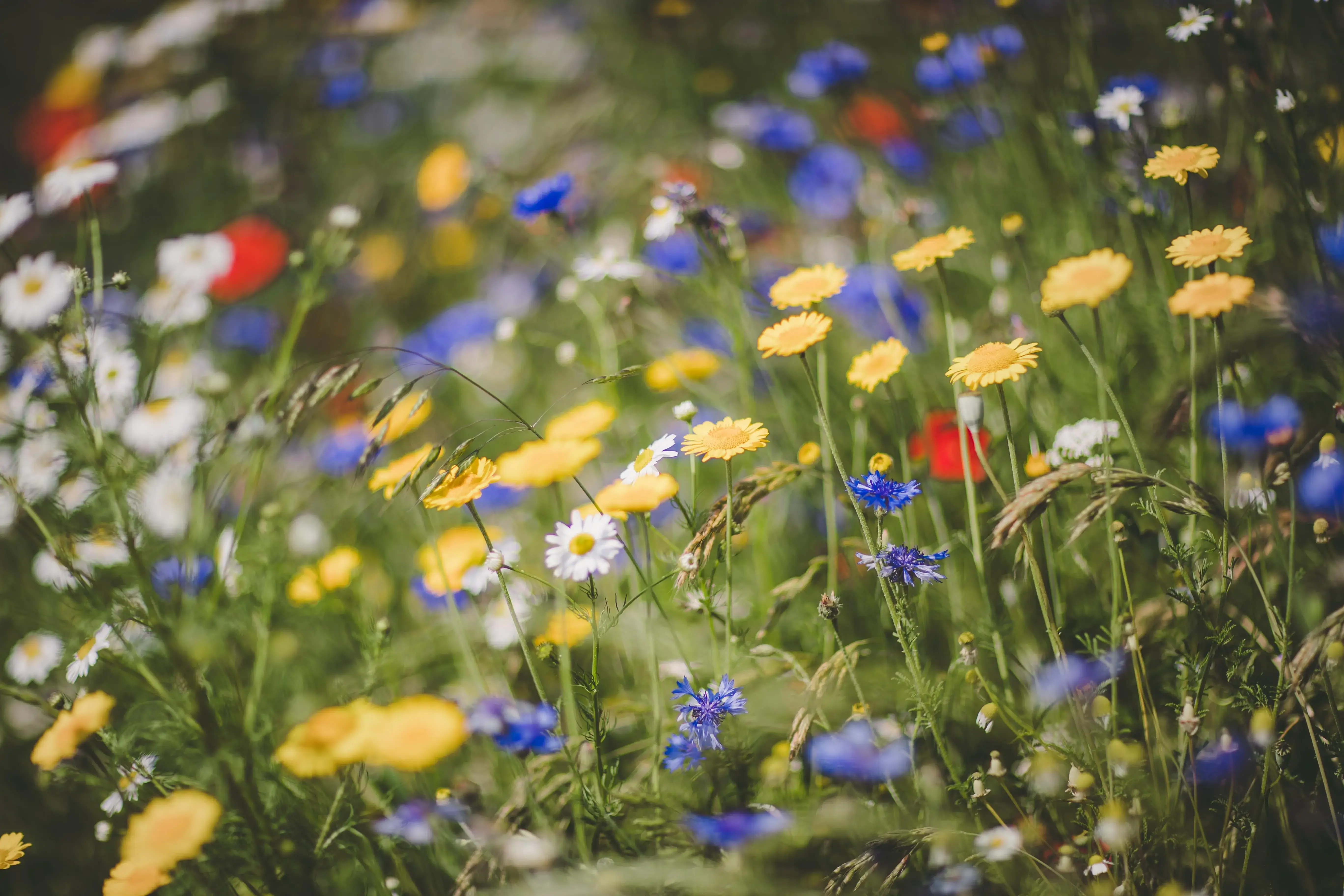 Wildblumen