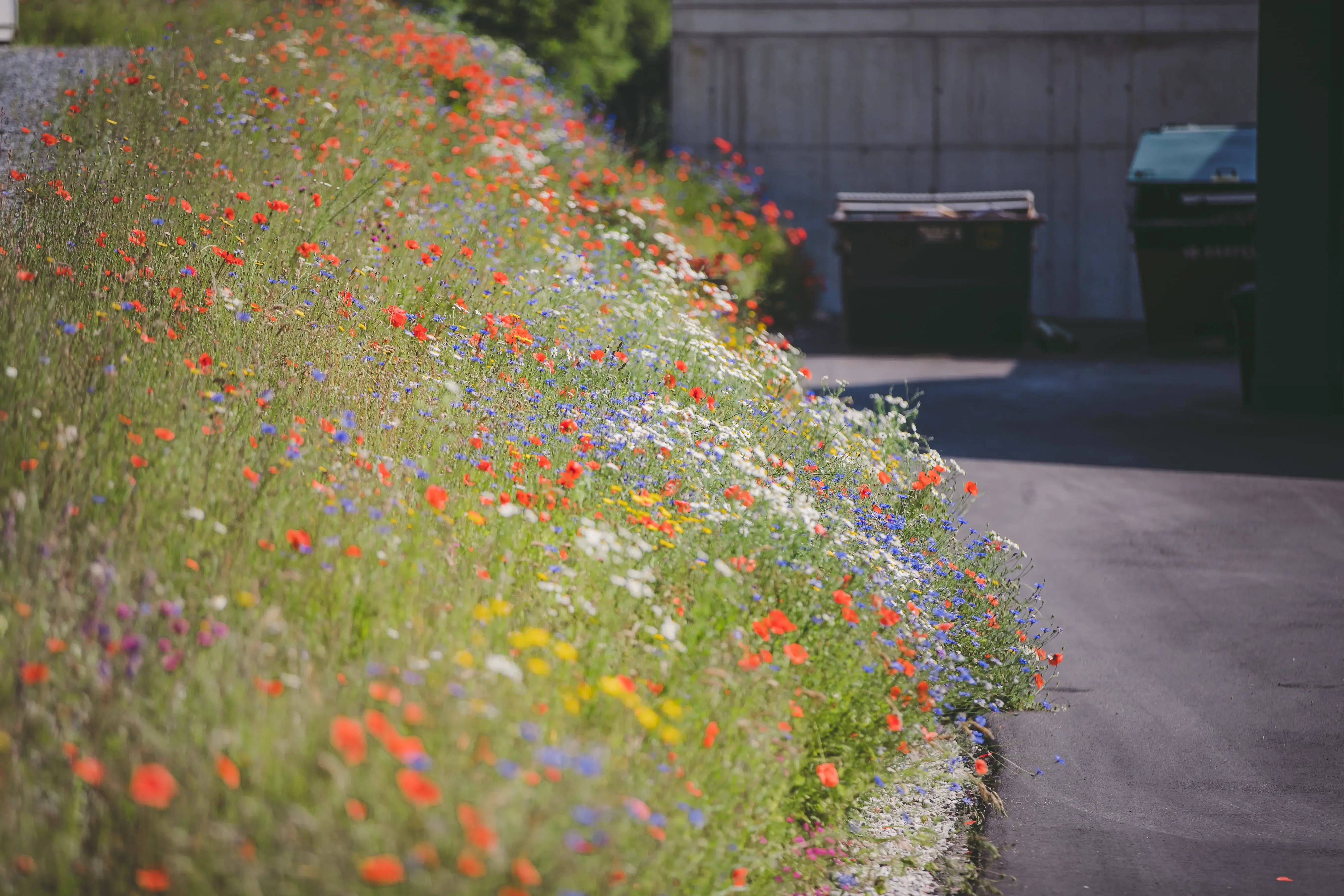 Wildblumen