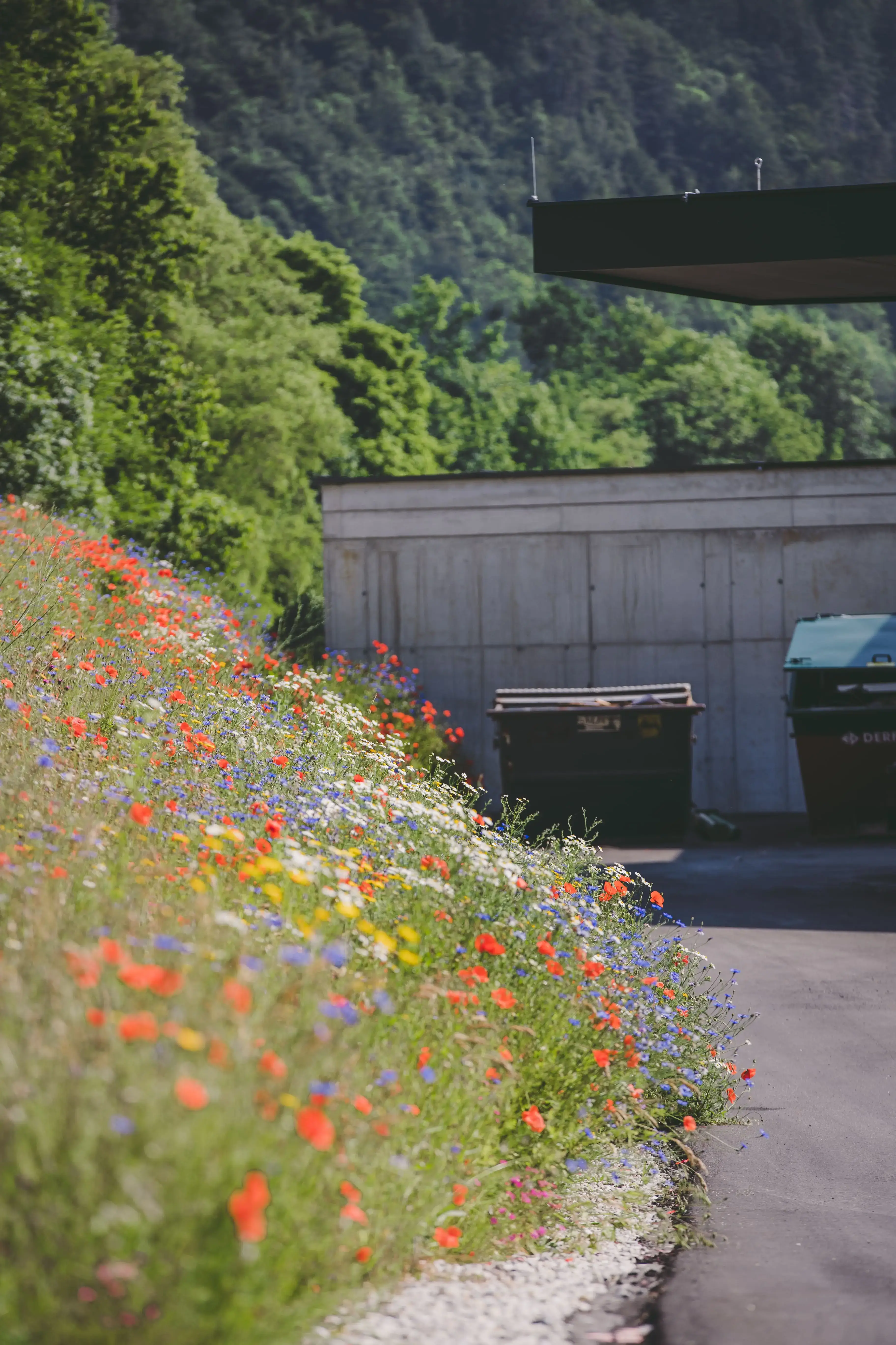 Wildblumen