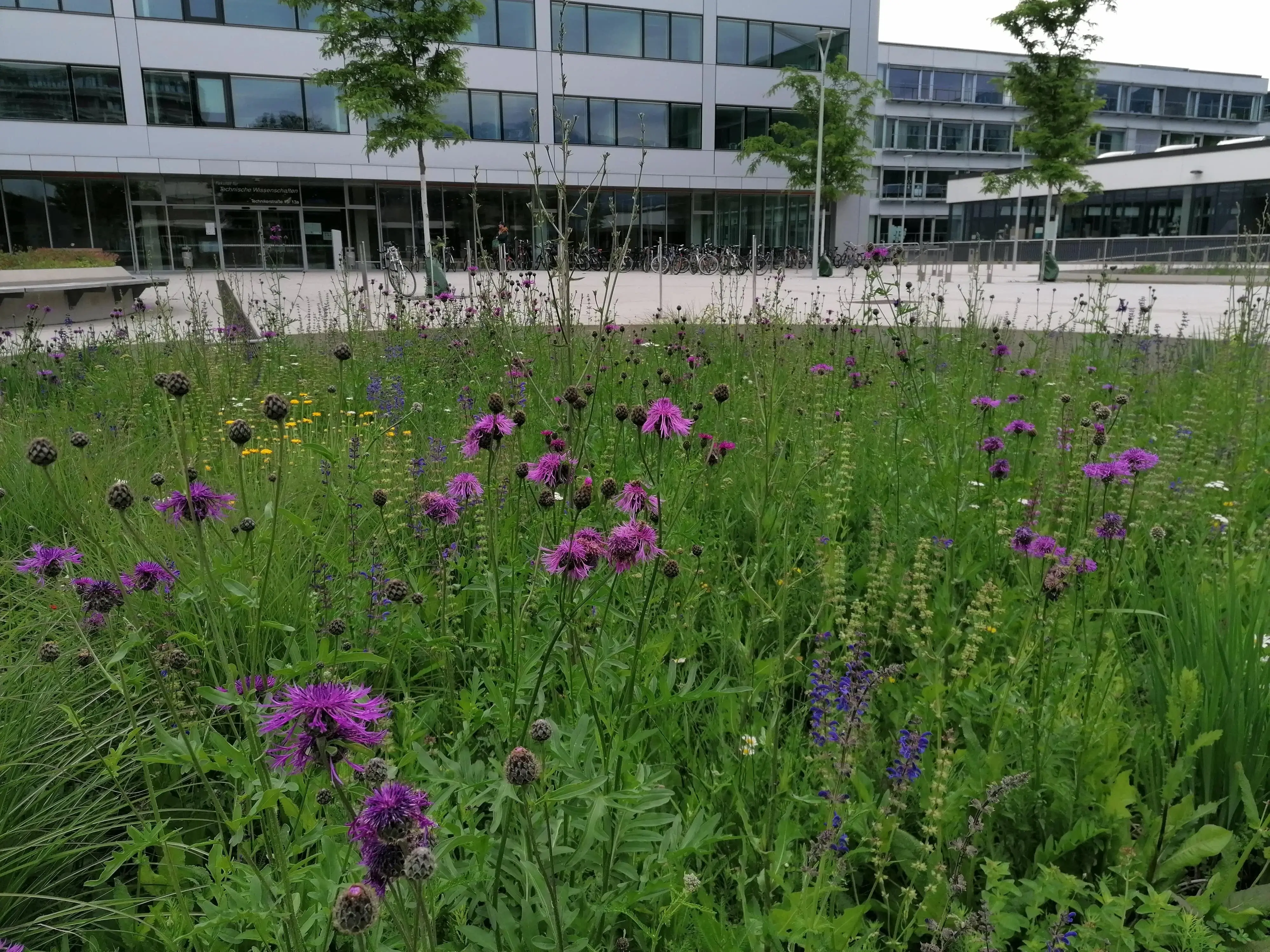 Wildblumen
