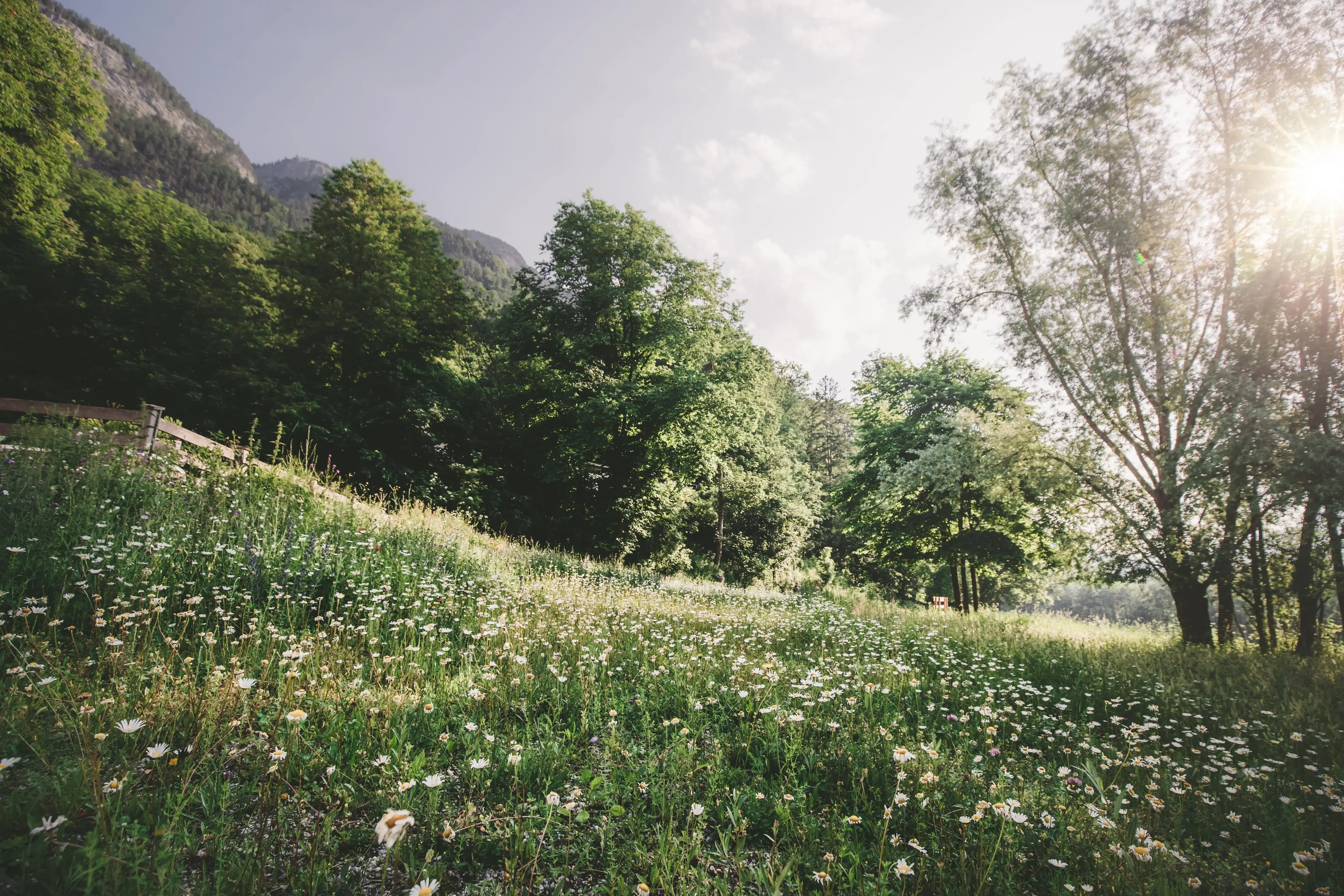 Wildblumen