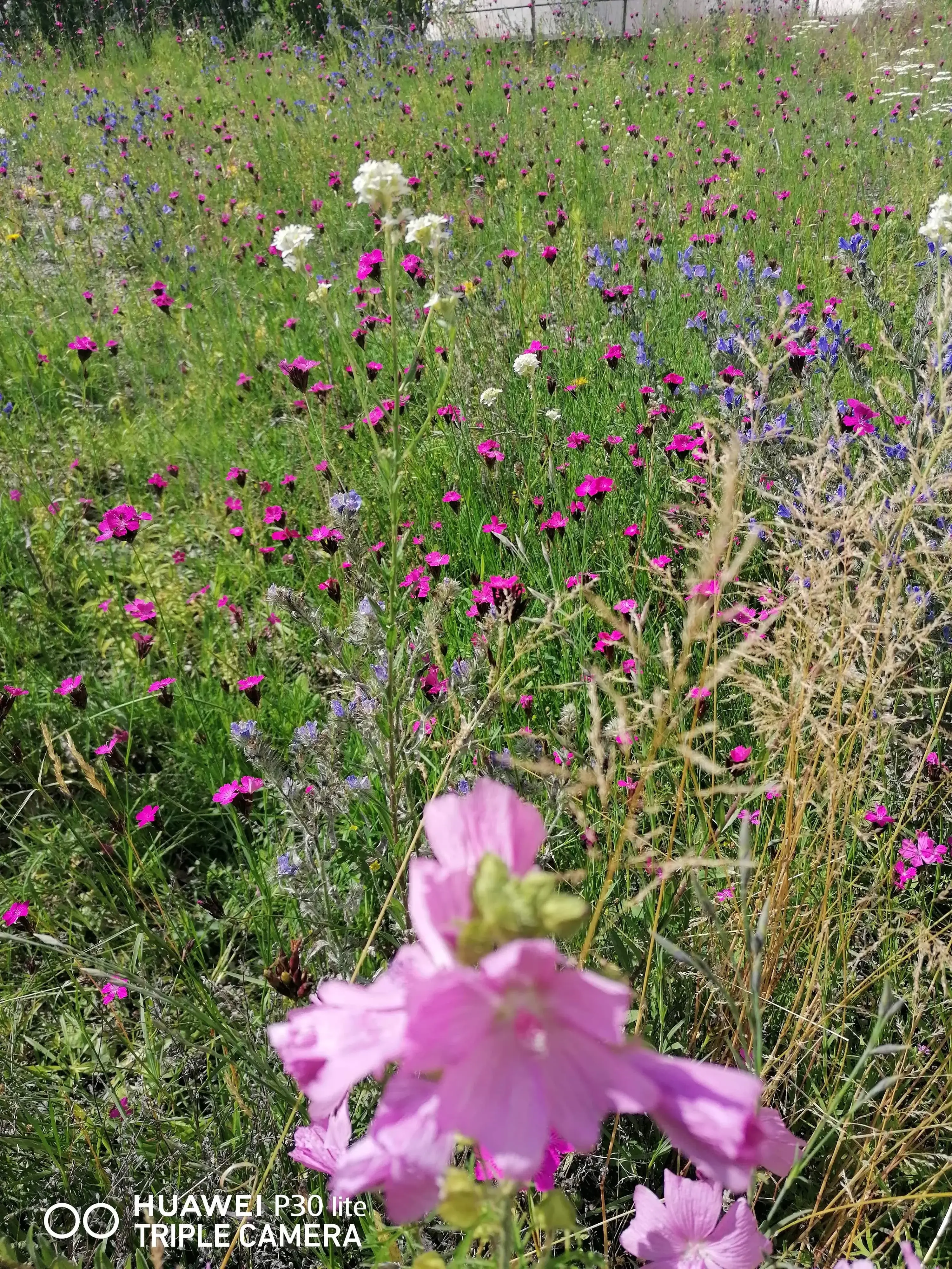 Wildblumen