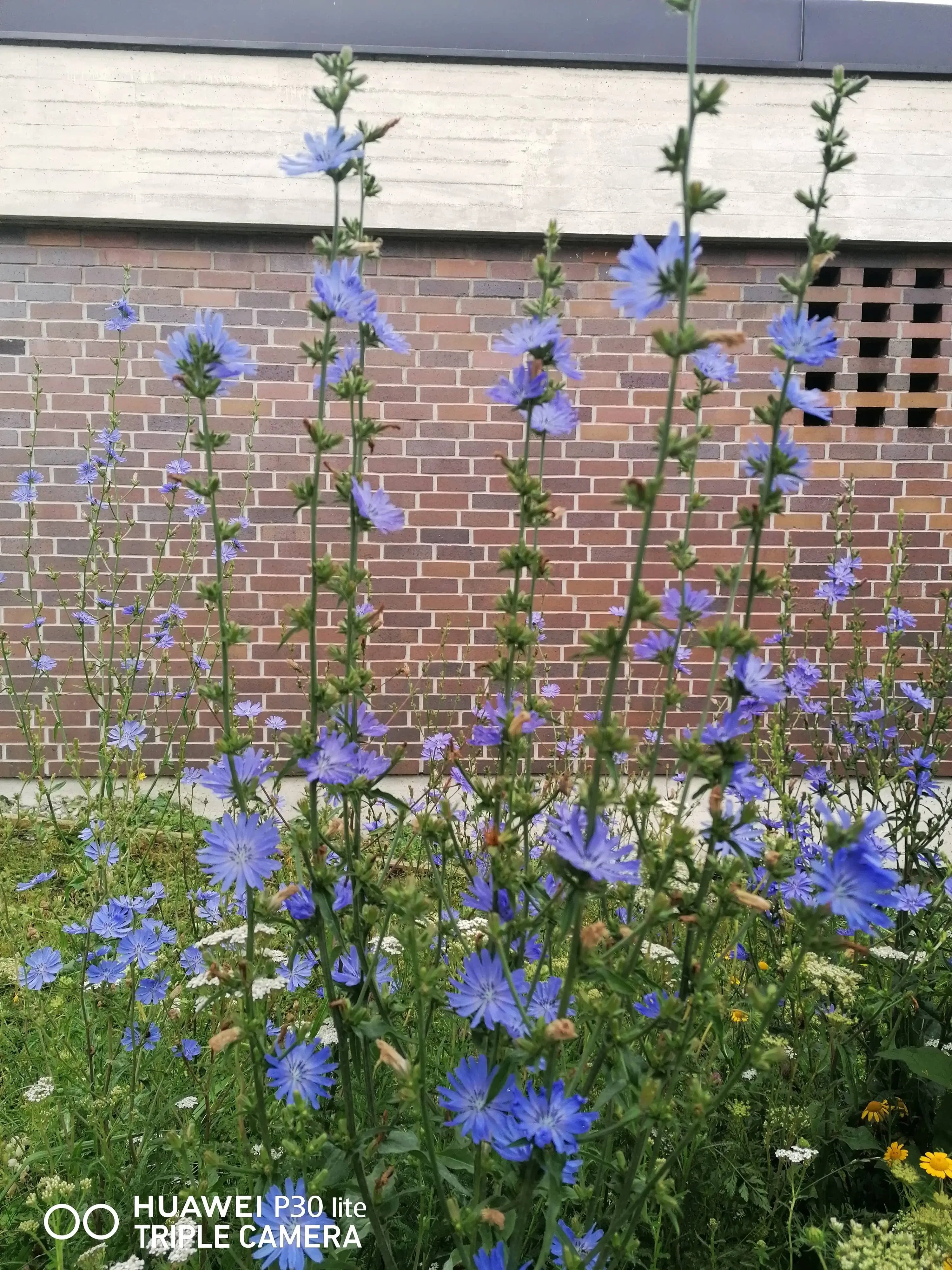 Wildblumen