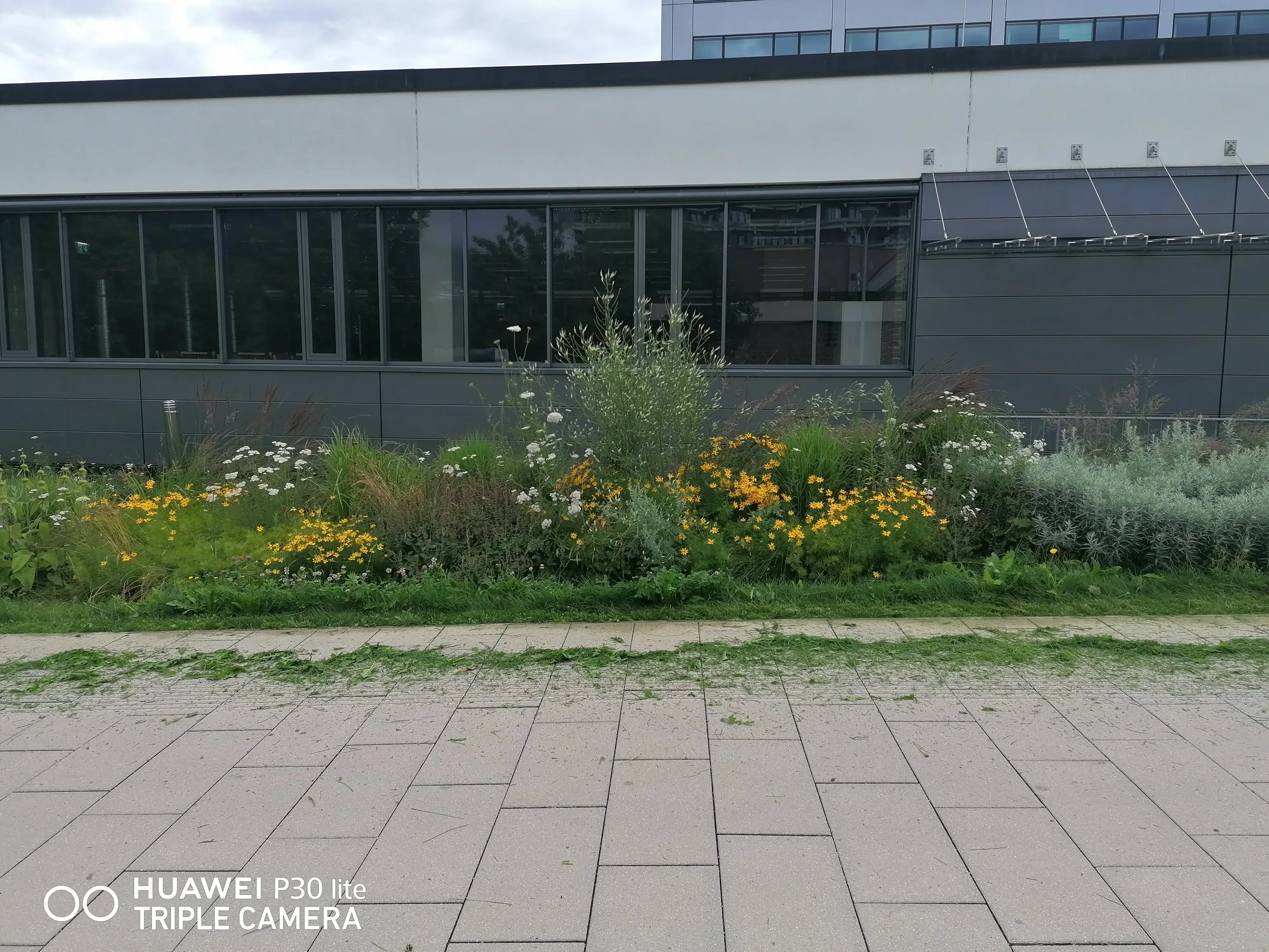 Wildblumen