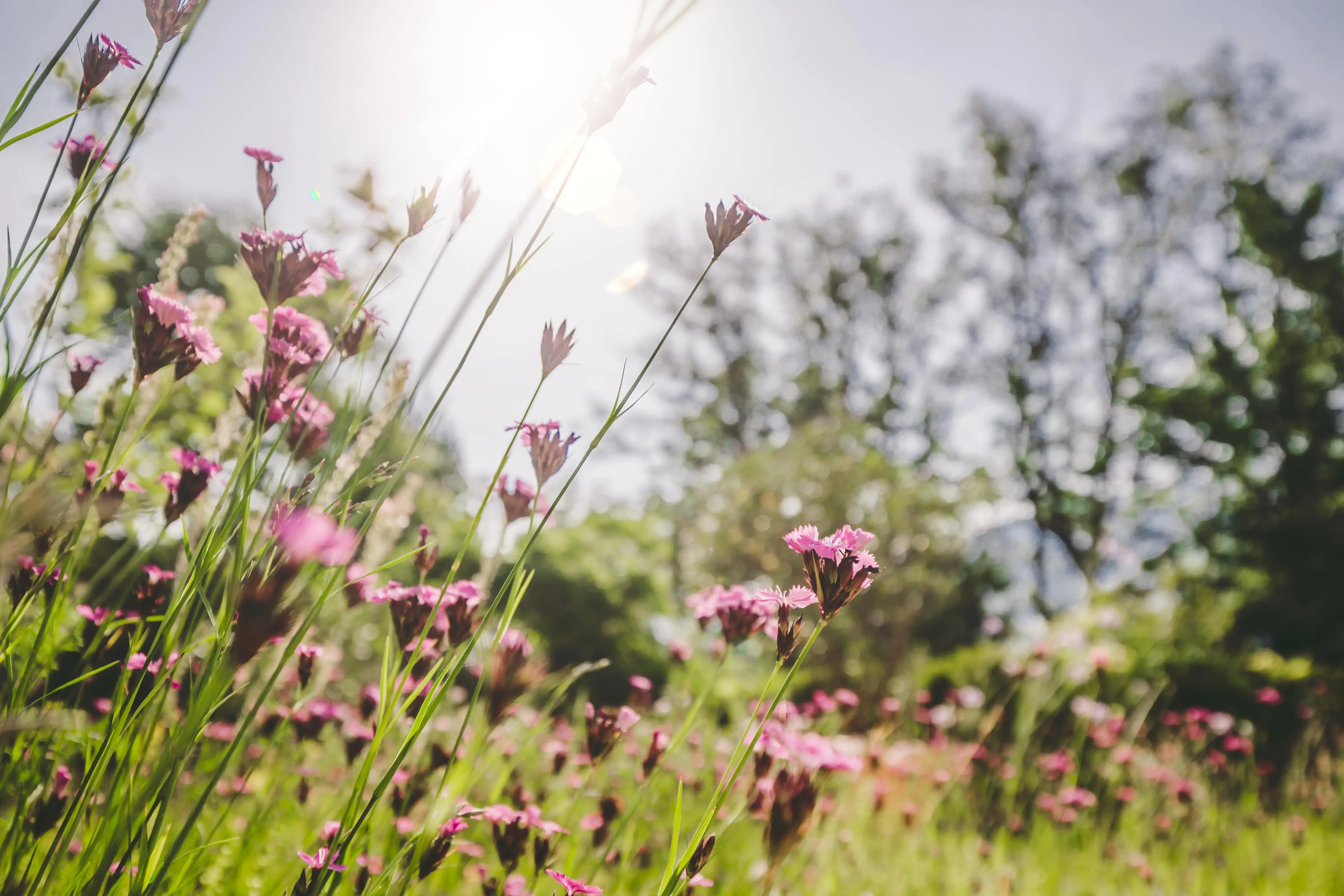 Wildblumen