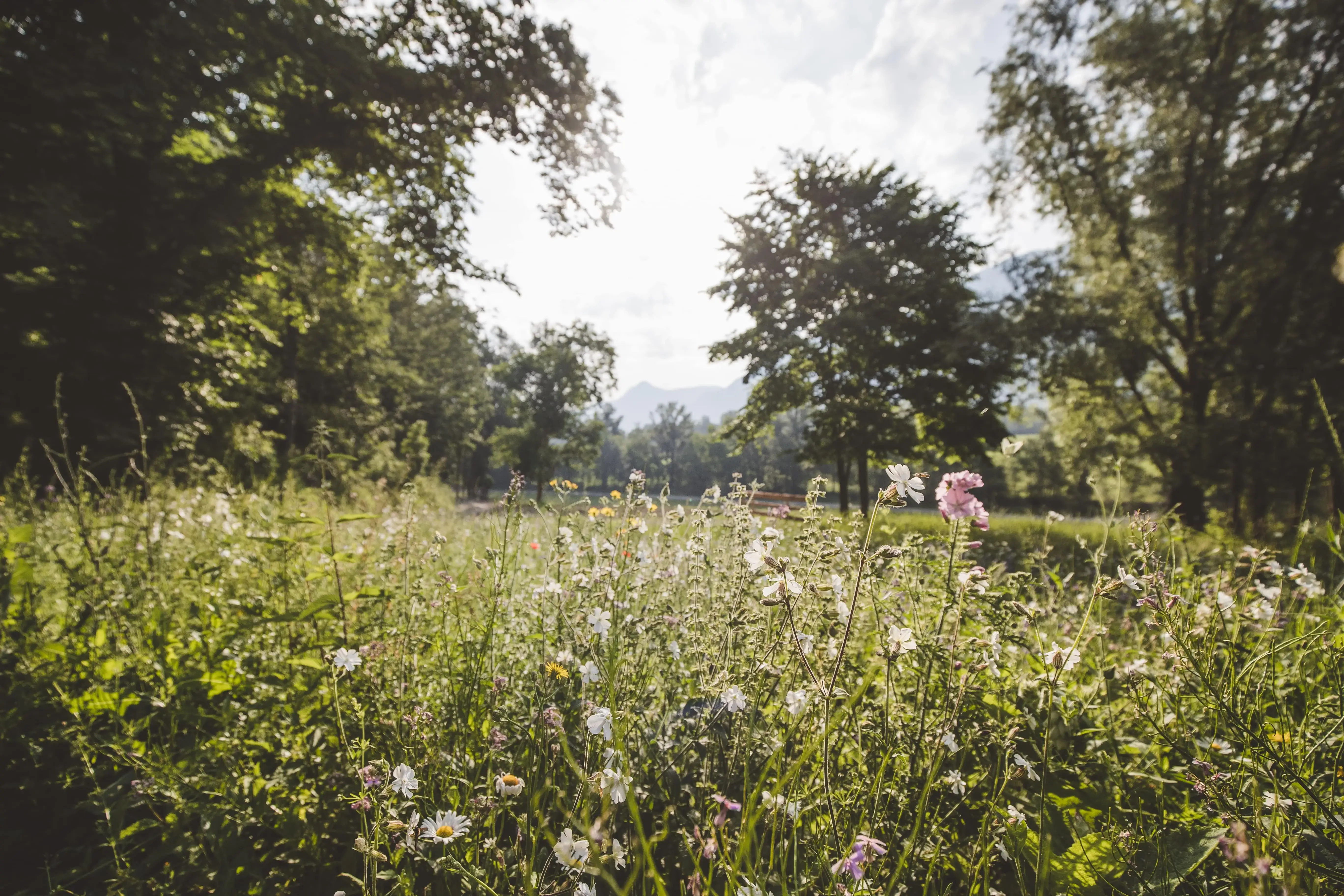 Wildblumen